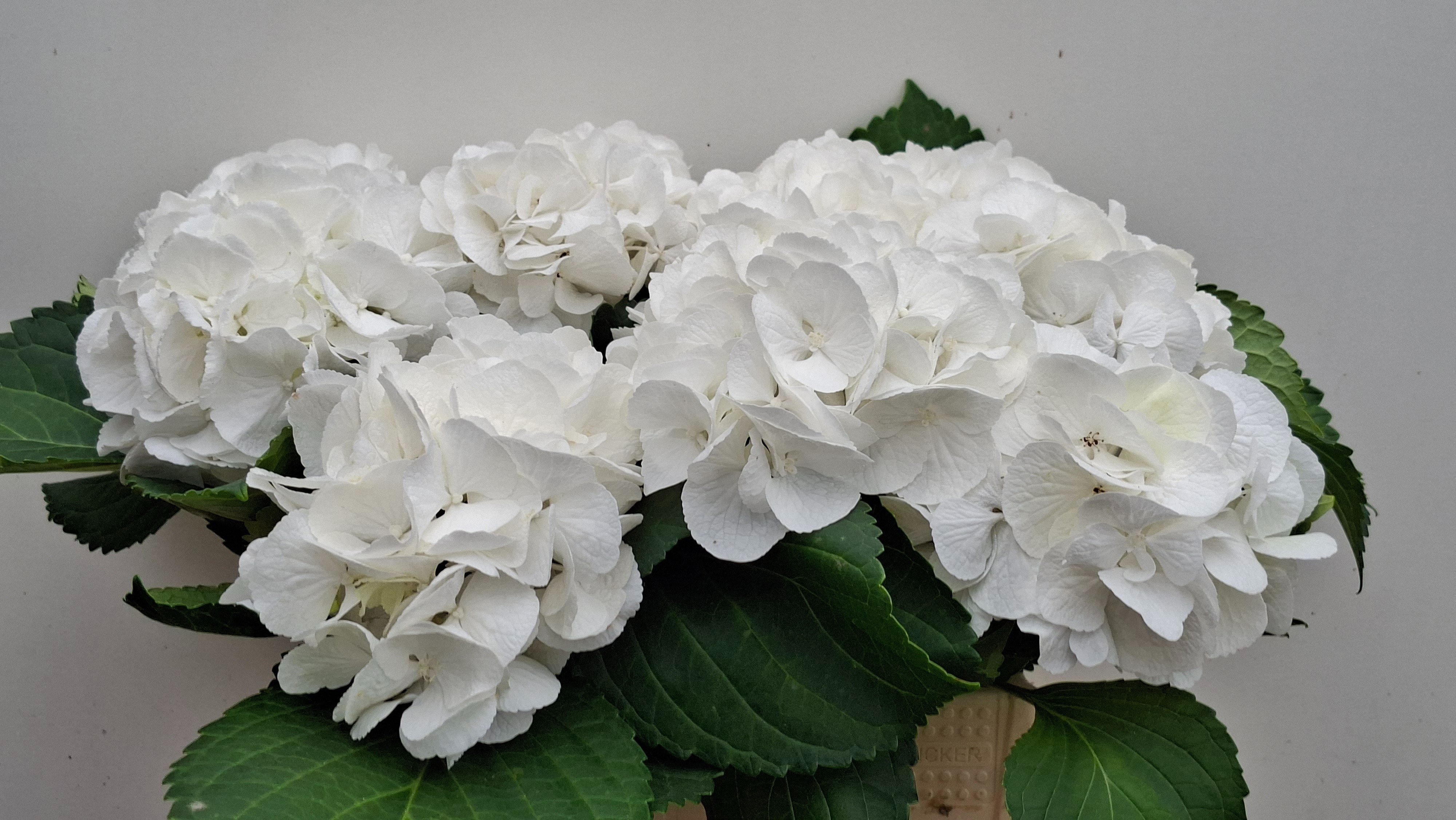 Hydrangea Schneeball 40cm 14Ø