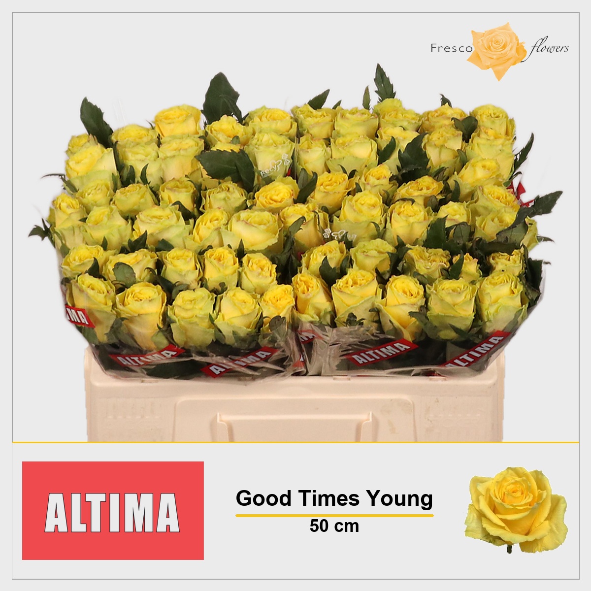 Rosa Good Times 50cm