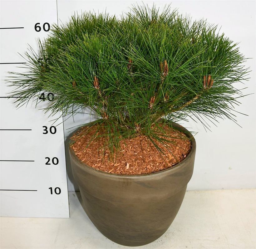 Pinus densiflora 'Alice Verkade'