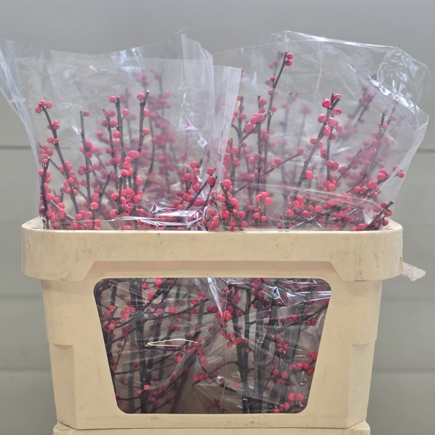 Ilex Verticlilata 70cm