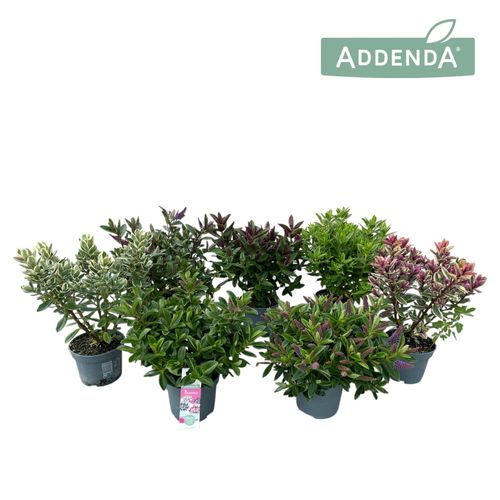 Hebe Addenda Mix laag p12 Roest