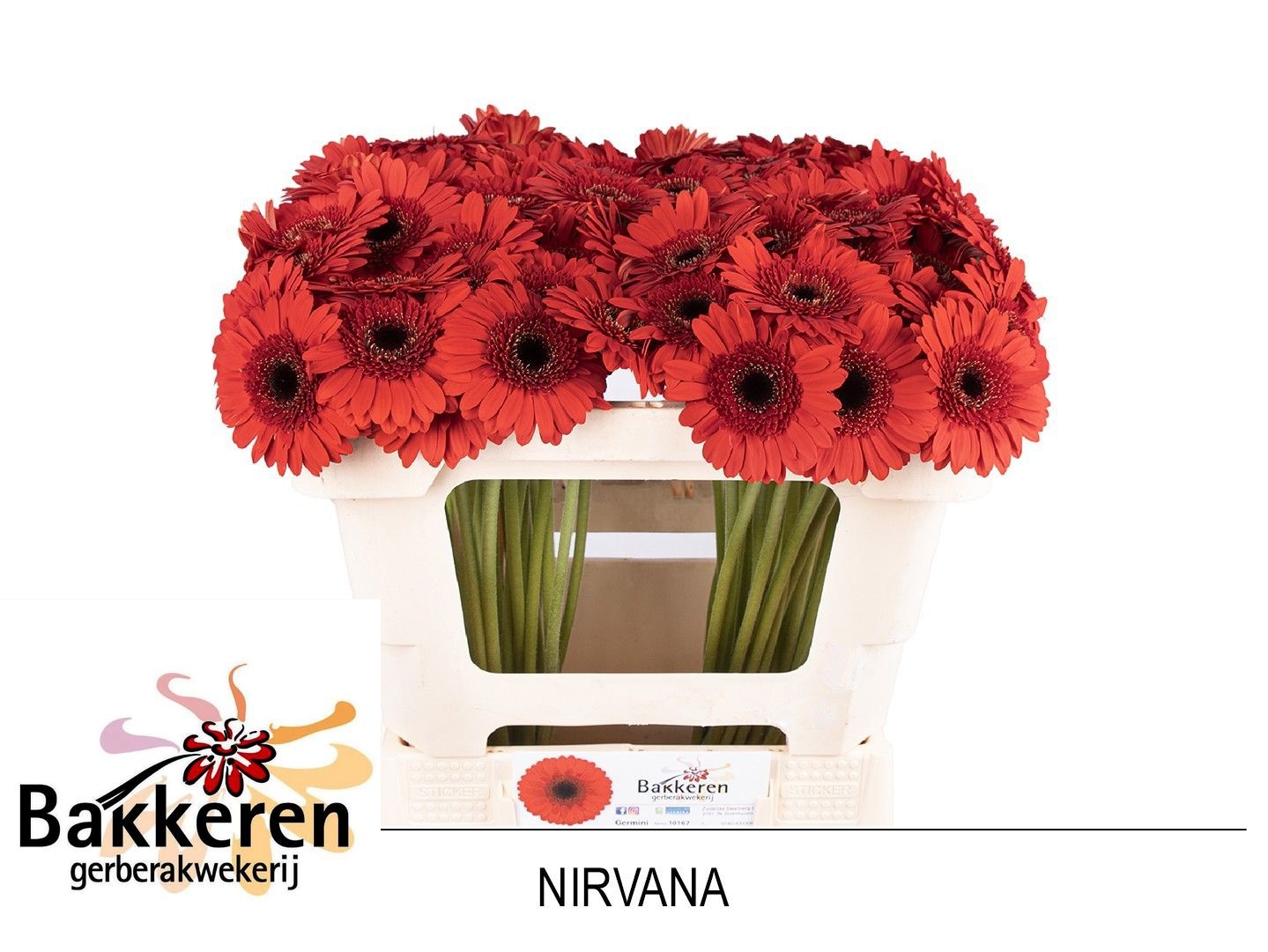 Ge Mi Nirvana