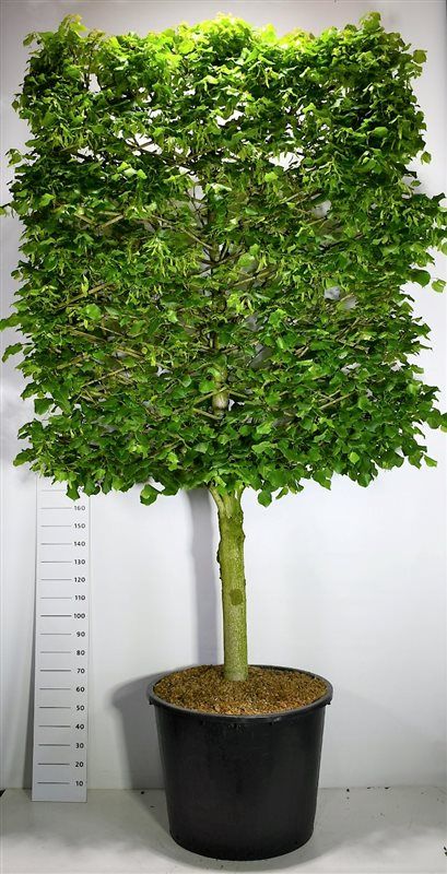 Tilia platyphyllos