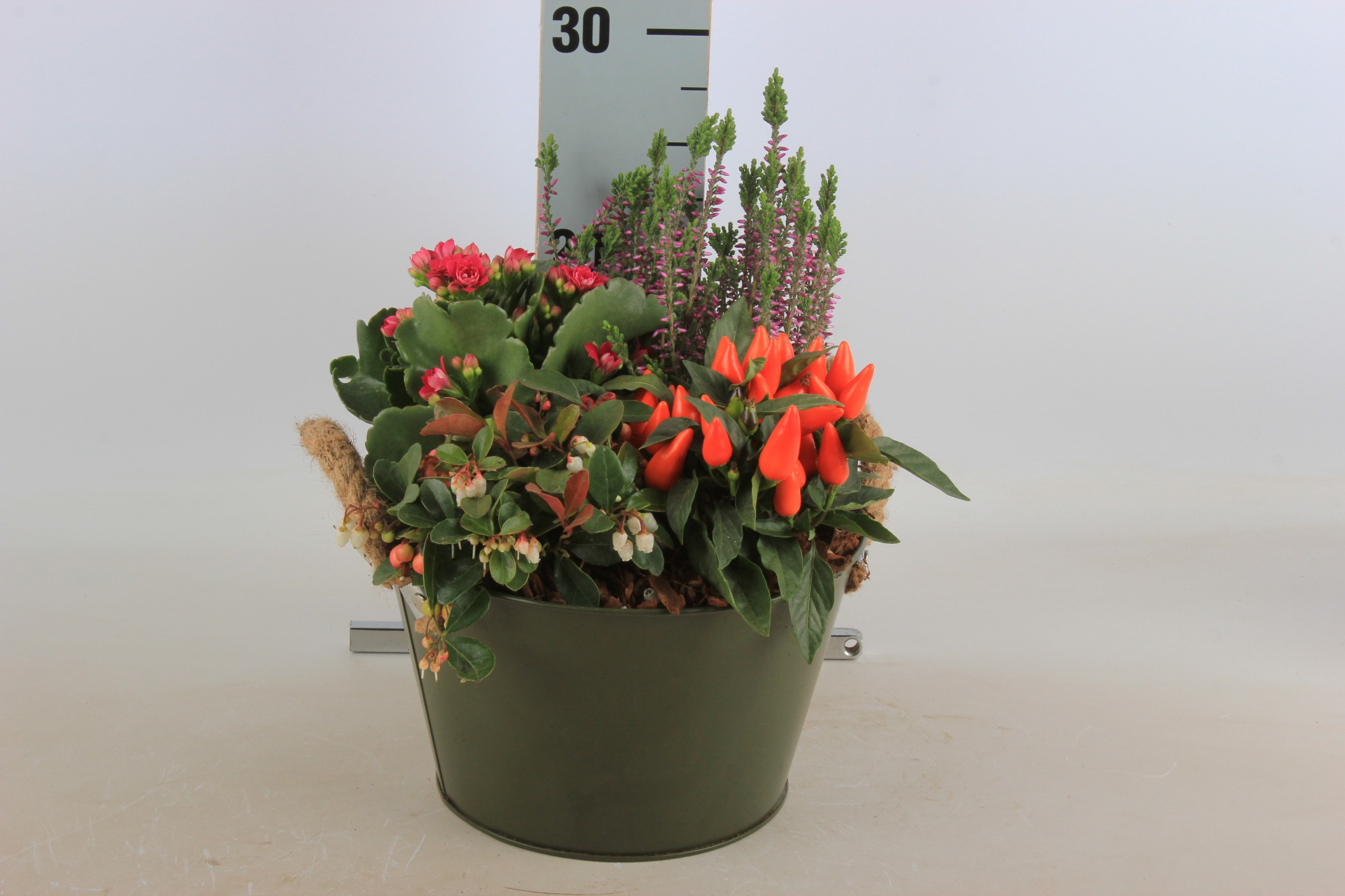 Arr Tuinplanten 22P 30cm 12bloei