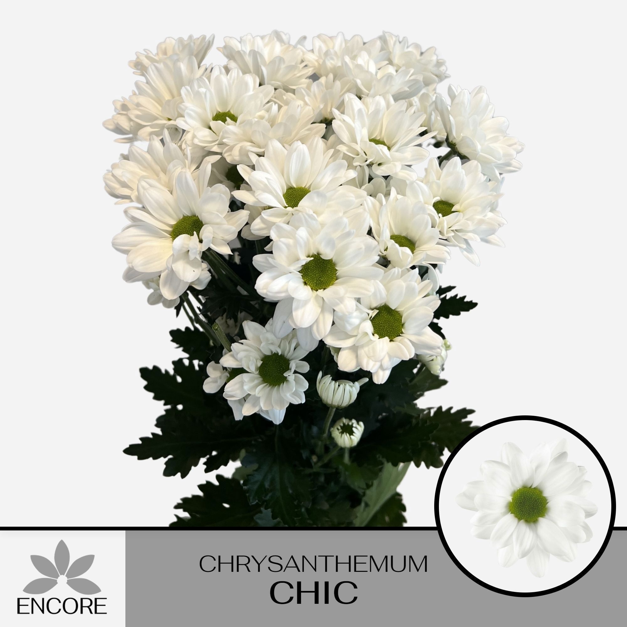 Chrys Spray Chic 50gram