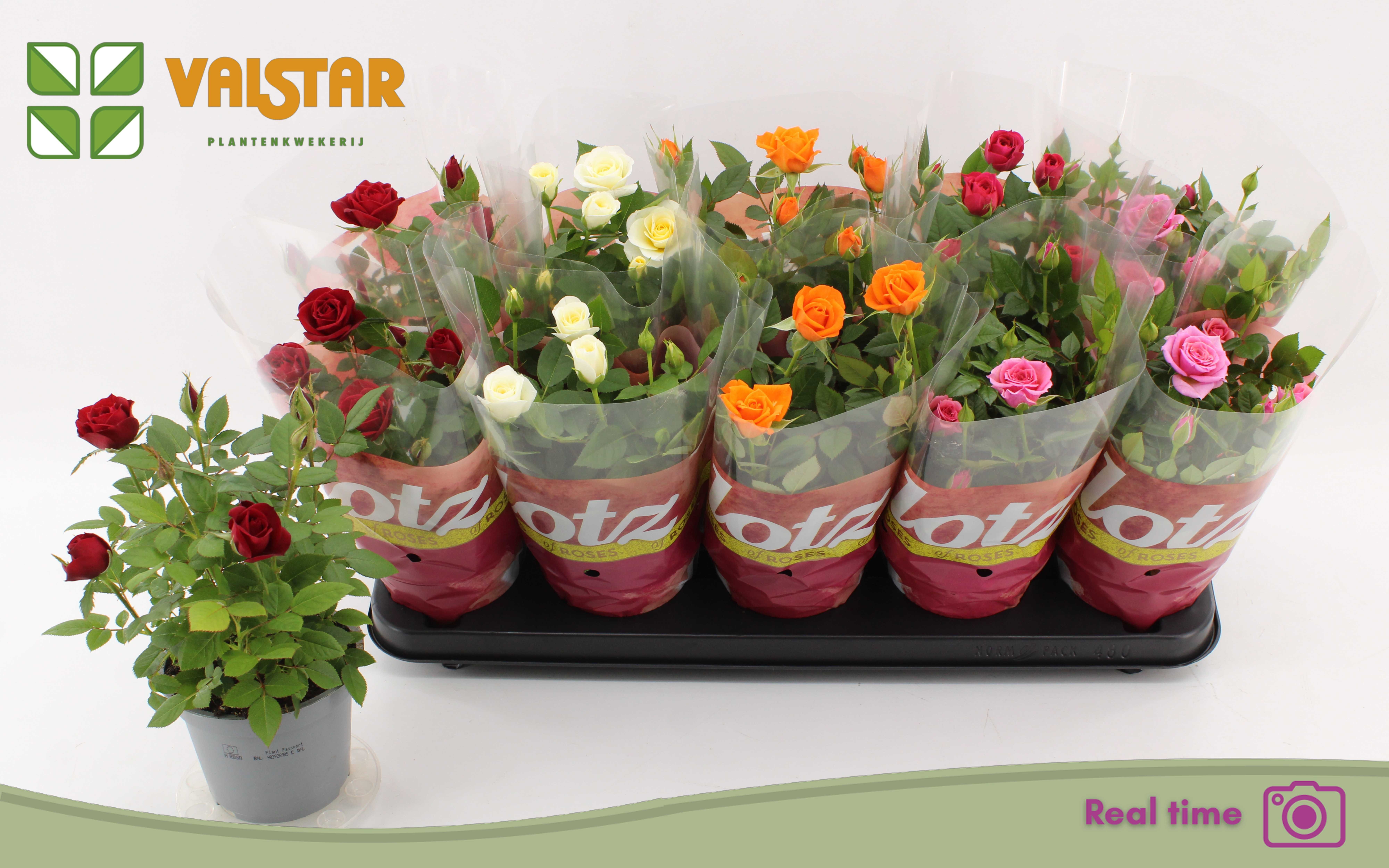 Ro Lotz Of Gem 5 Kl 12P 27H 23bloei