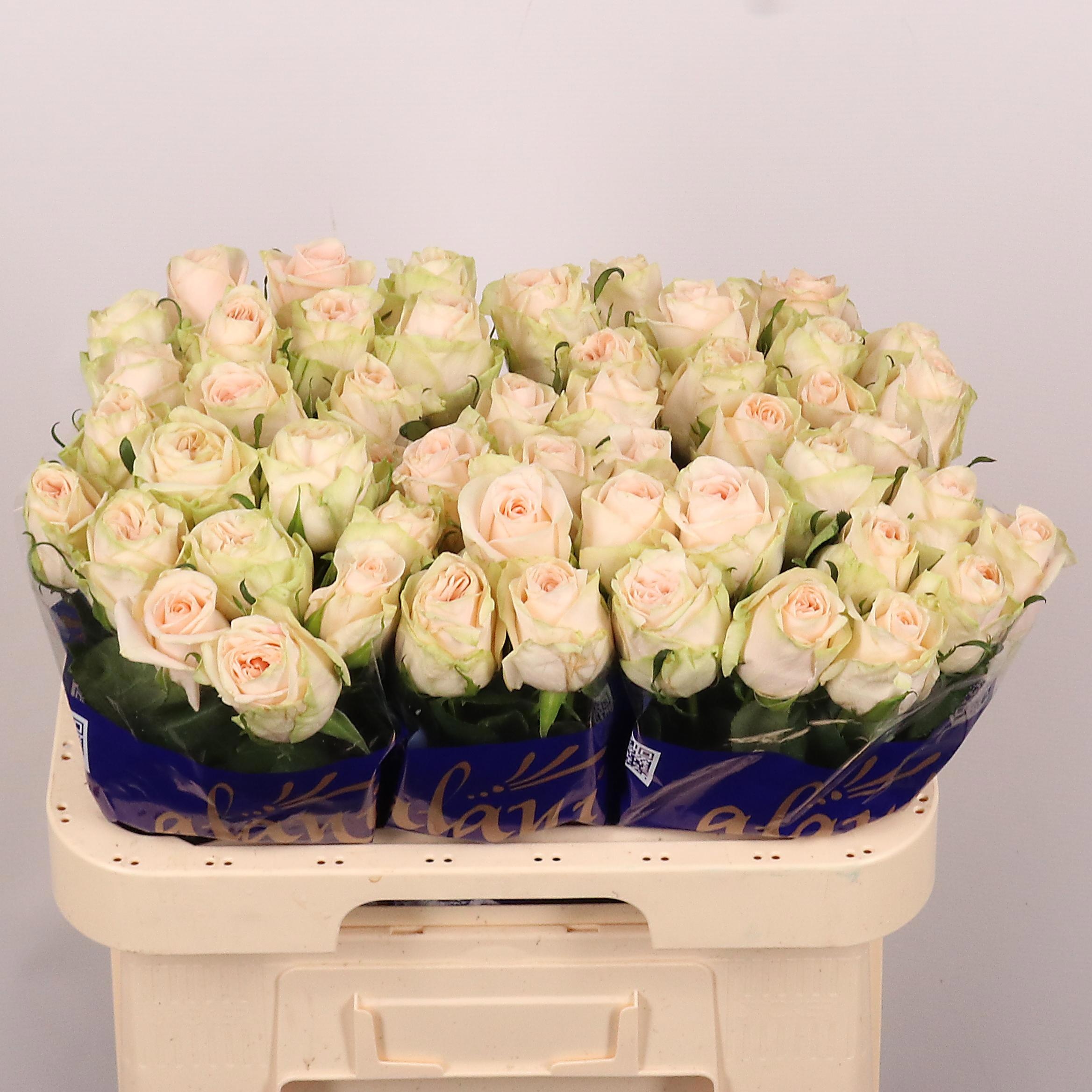 Rosa Wedding Rose 60cm