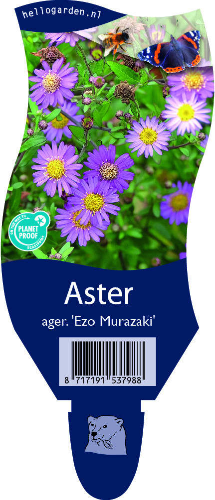 Aster ageratoides 'Ezo Murazaki'