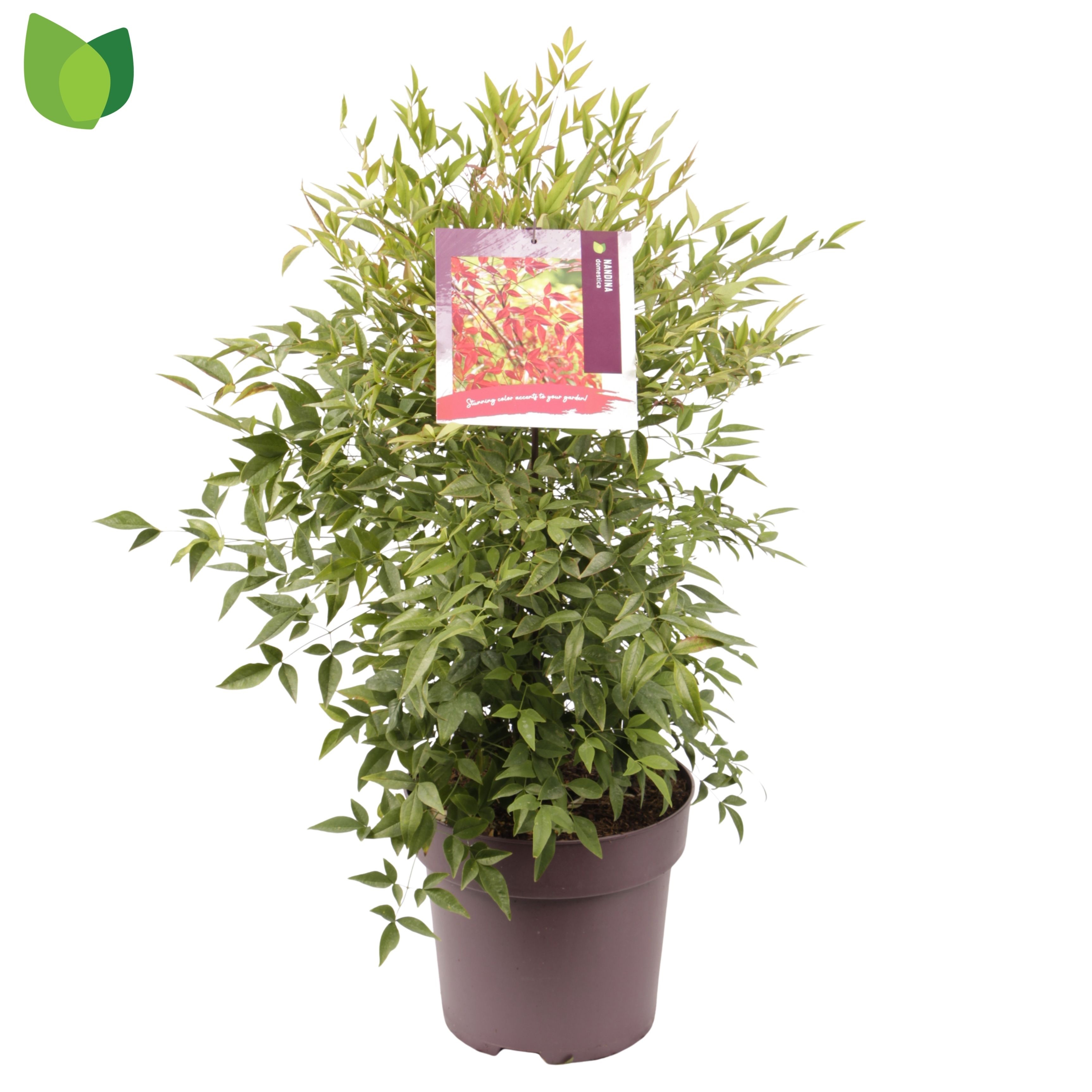 Nandina domestica