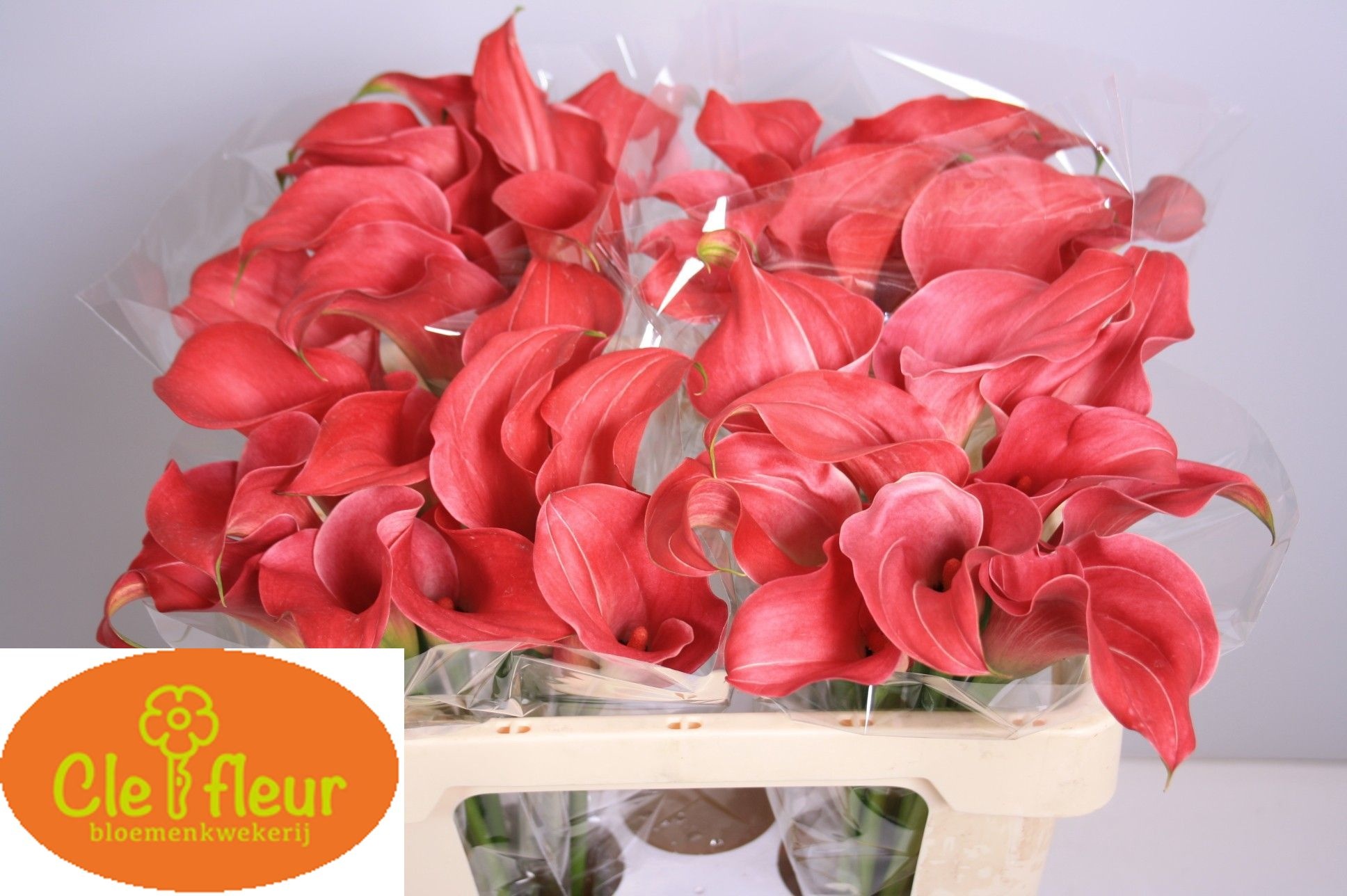 Calla Claudia 55cm