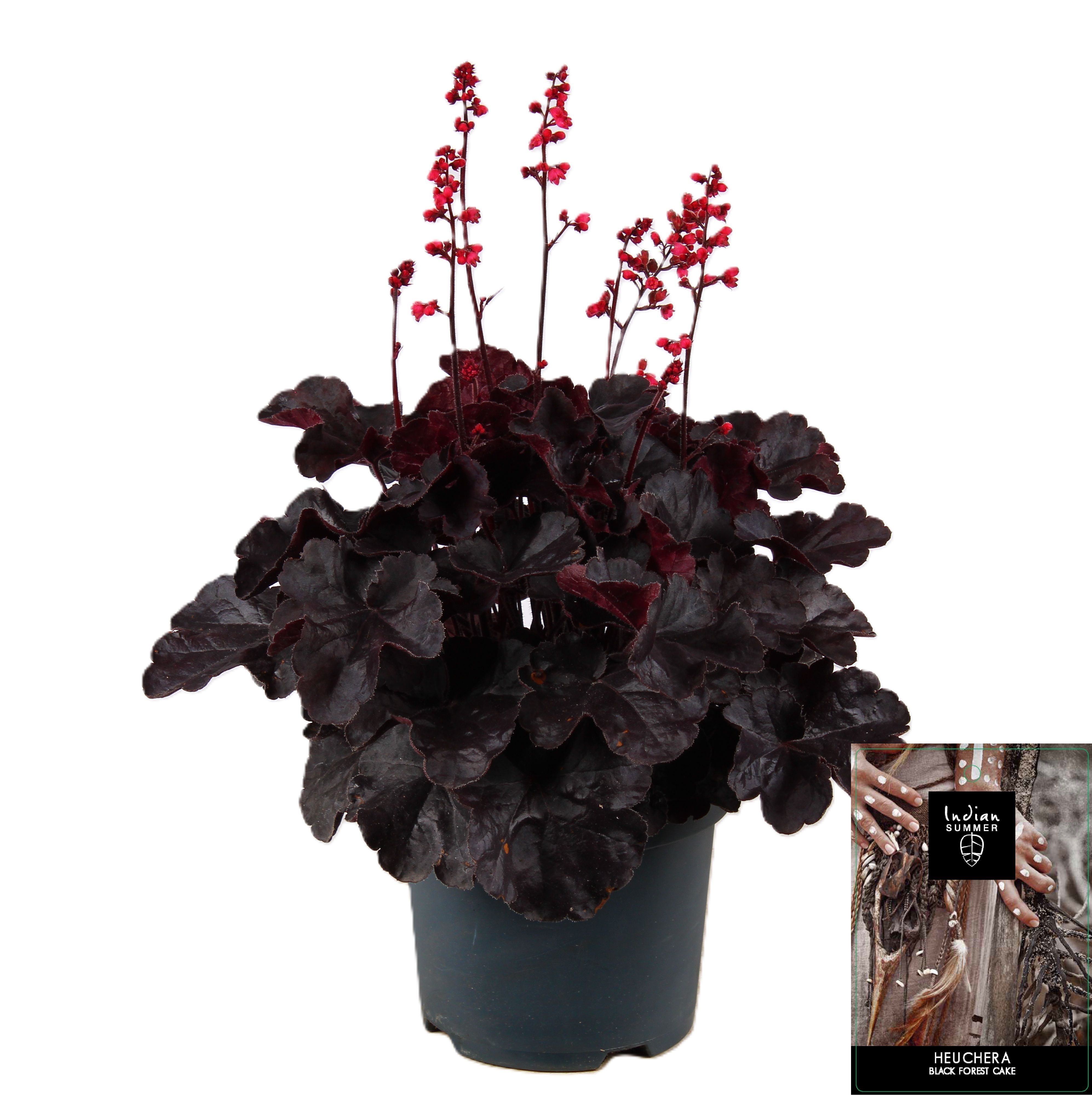 Picture of Heuchera Indian Summer Black Forest Cake