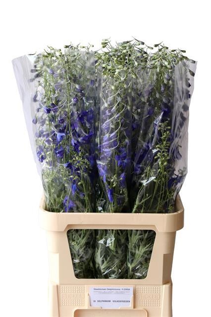 Delphinium Volkenrfrieden 100cm