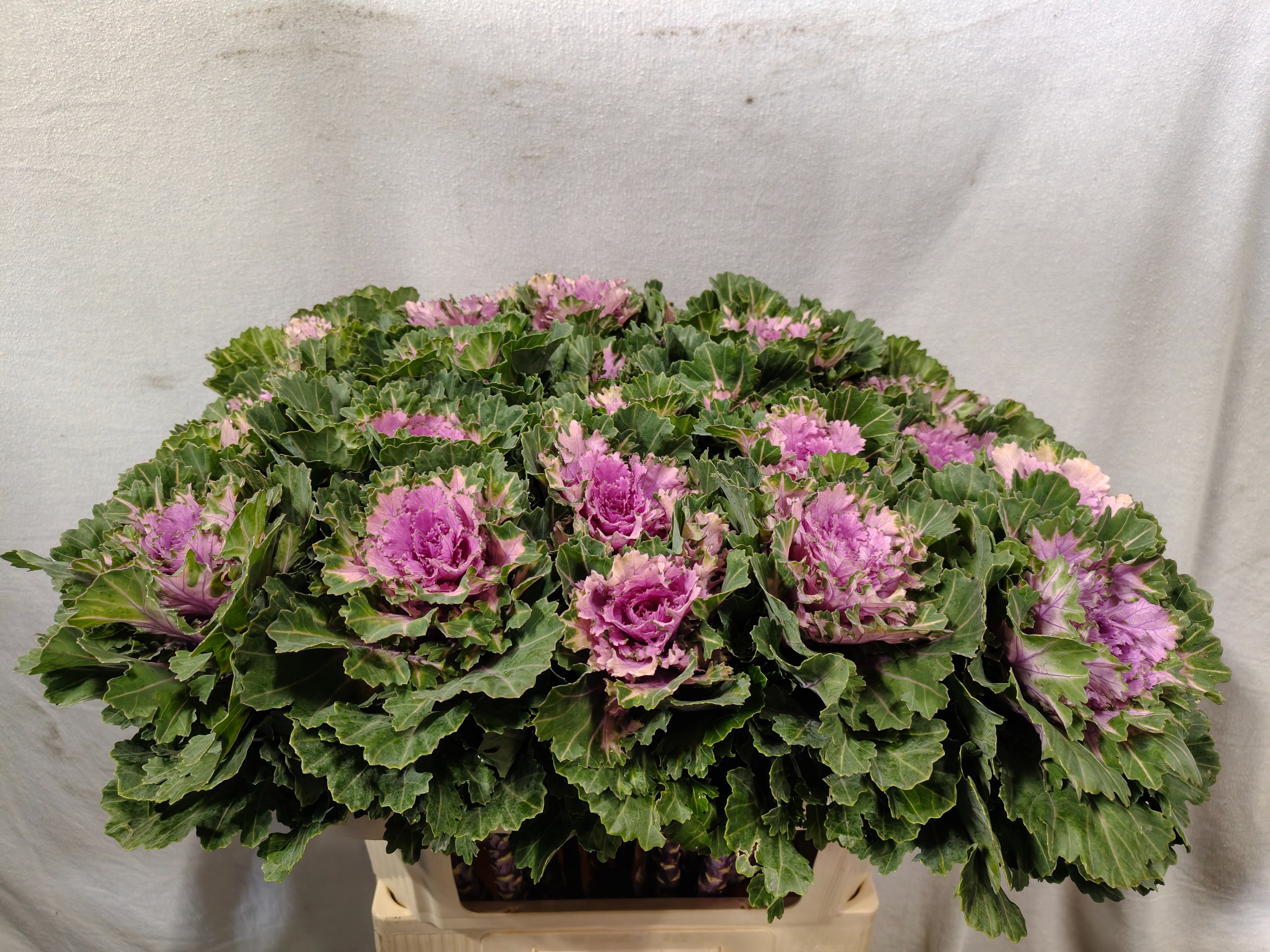 Brassica Ksenia 70cm