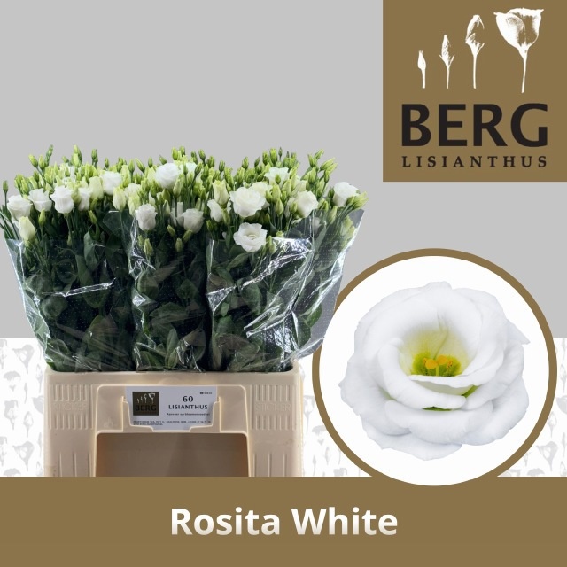 Lisianthus Double Rosita White 60cm