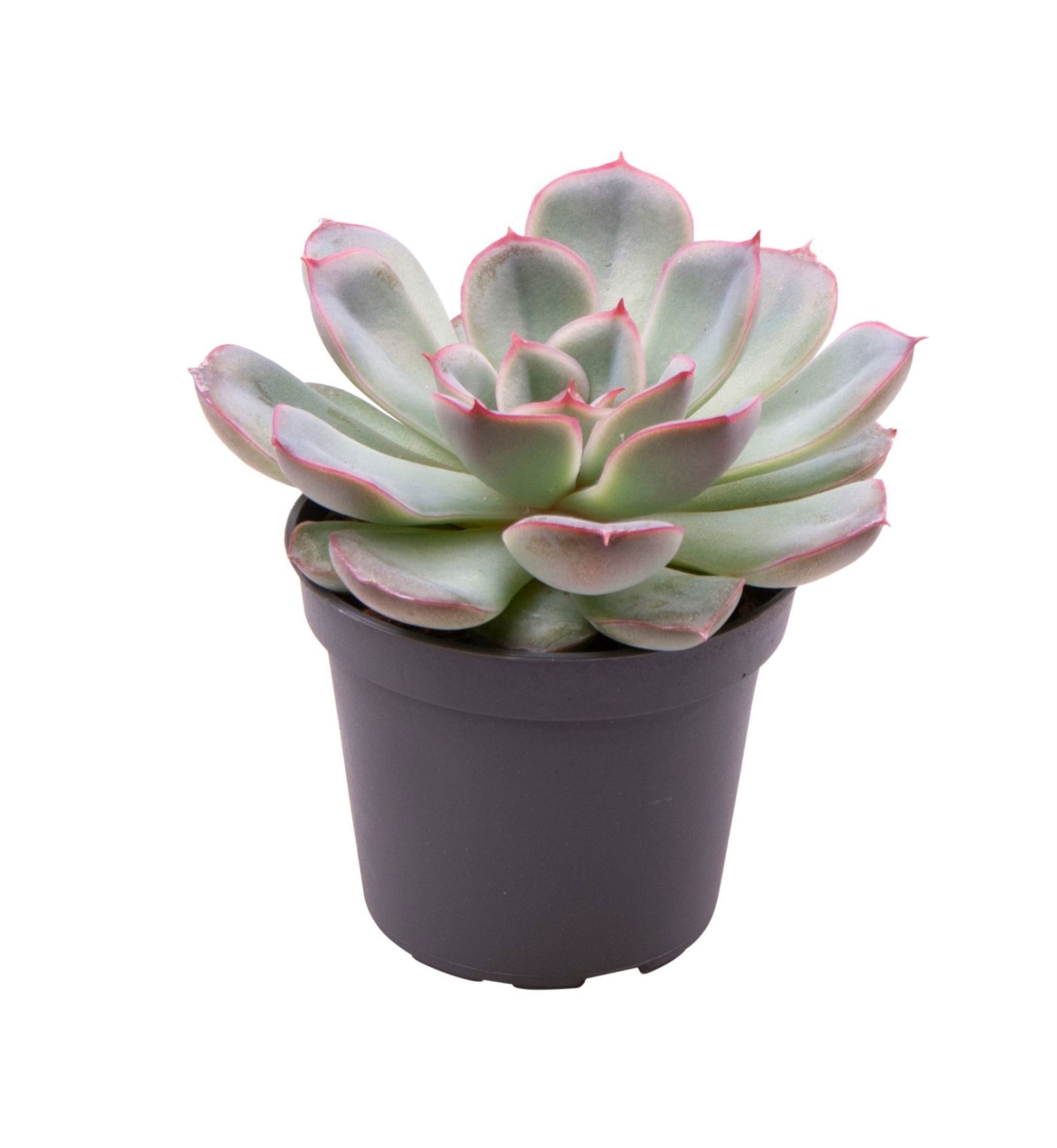 Echeveria Shira