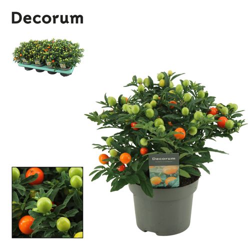 Solanum Pseudocapsicum P13 Berg