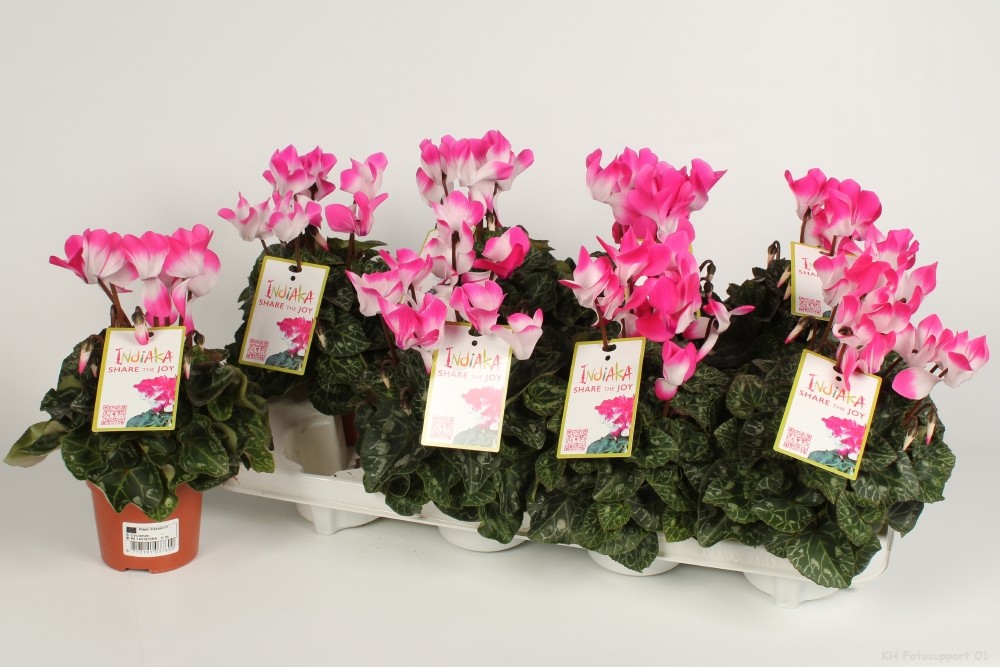 Picture of Cyclamen Indiaka Fuchsia P10.5 21CM