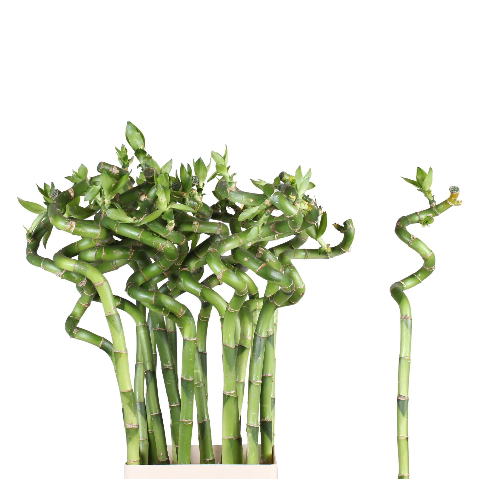 Drac S Lucky Bamboo