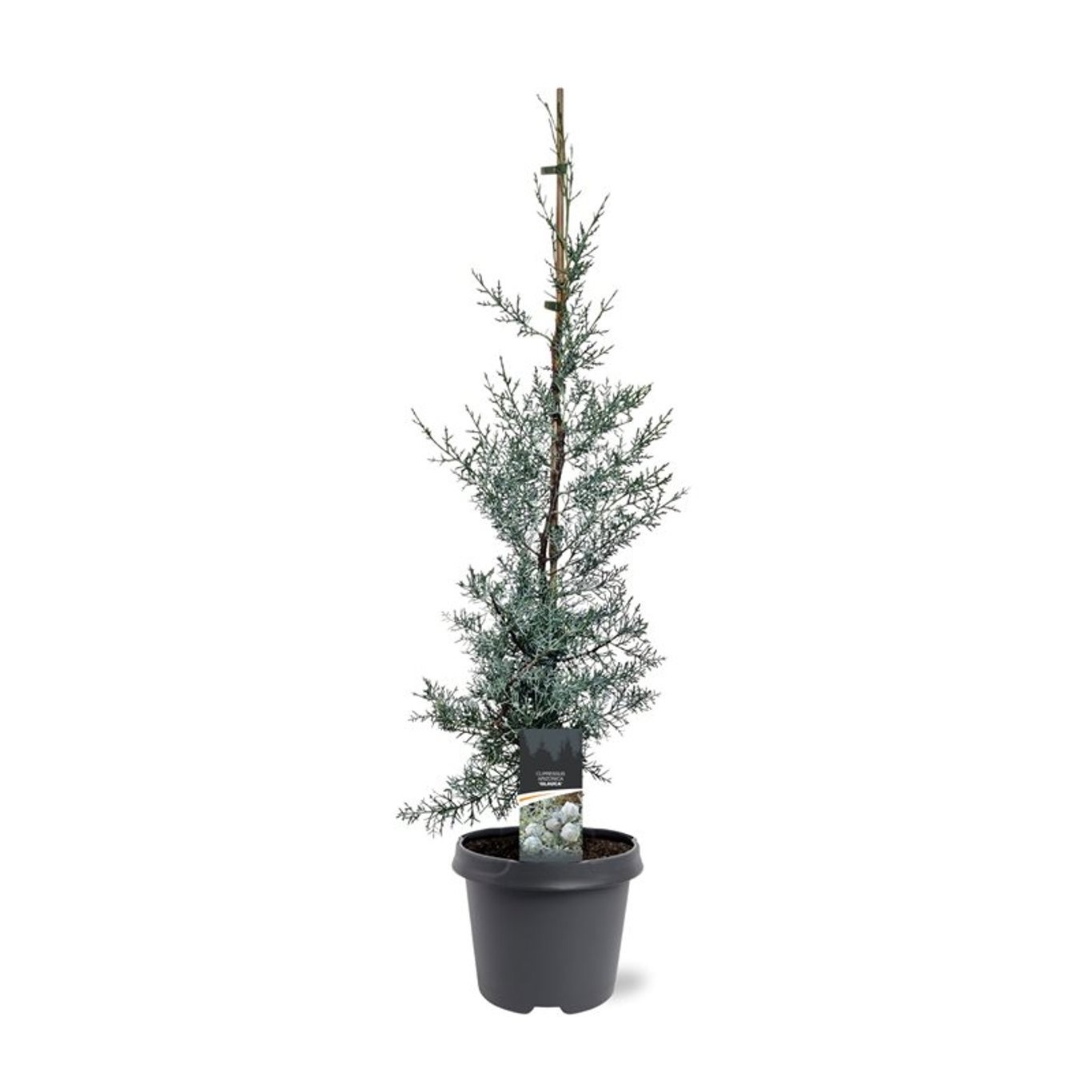 Cupressus arizonica 'Glauca'