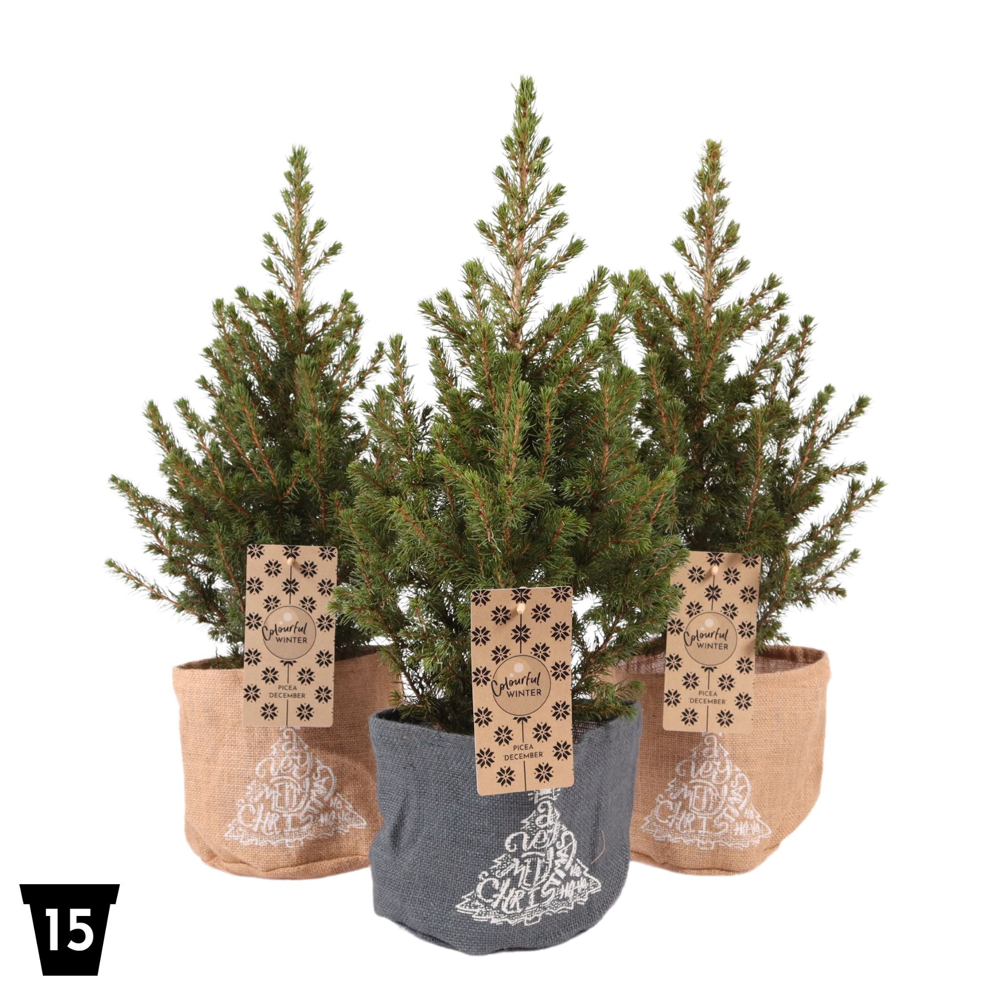 Picture of Picea glauca December (Jute) P15 (LOOSE)