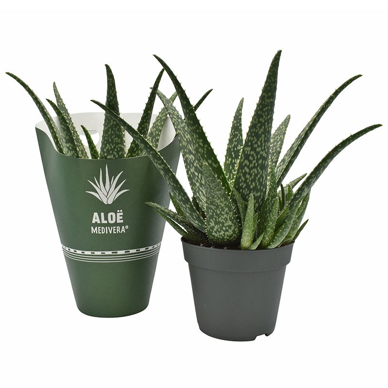 aloe vera gelly anwendungsgebiete Aloe Vera Gel aus Apotheke – Feuchtigkeit & Pflege main image 1