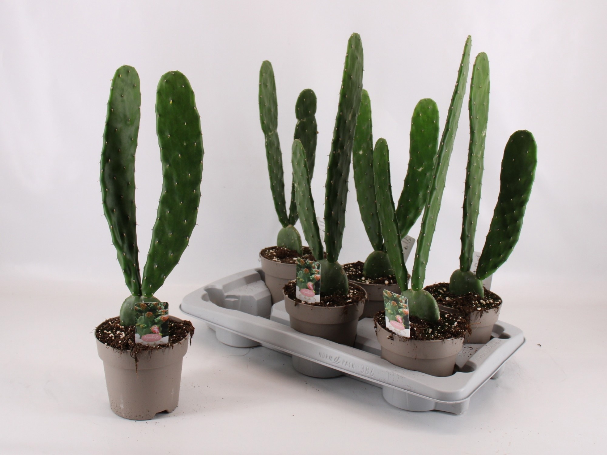 Opuntia Cochenillife 14P 50H