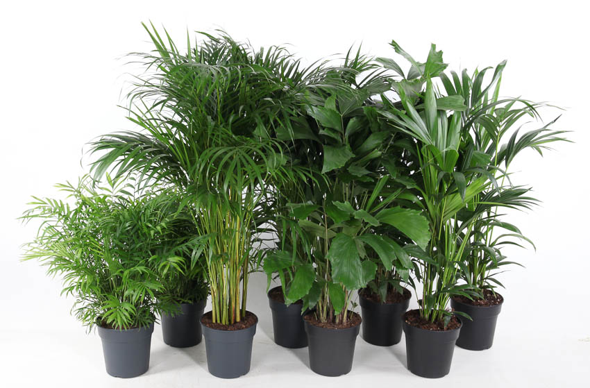 Picture of Palms in varieties P21 80CM