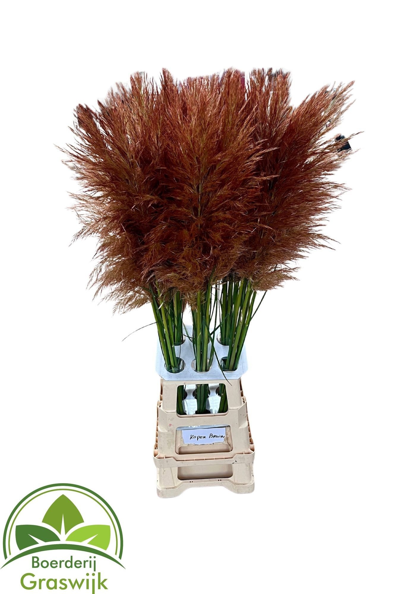 Cortaderia Selloana Dried 120cm