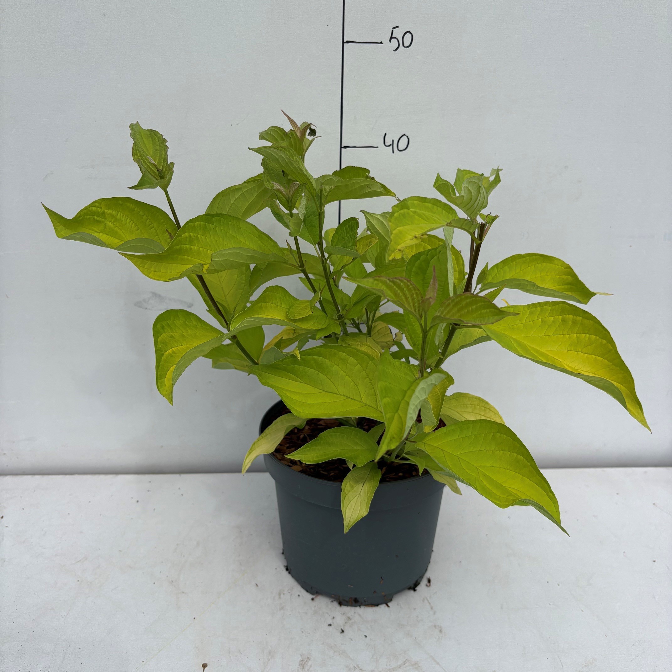 Cornus alba 'Aurea'