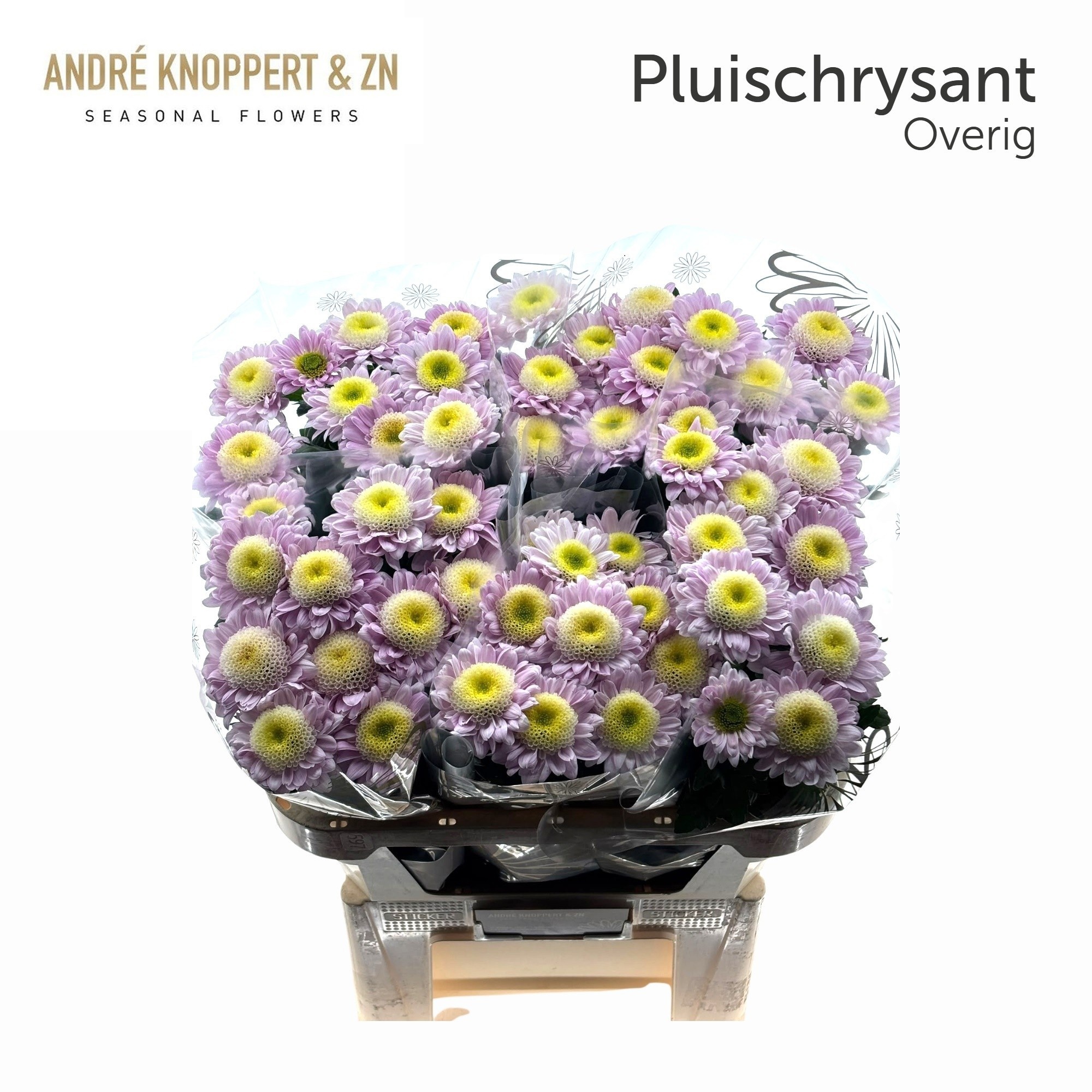 Chrysant Single 80cm 70gram