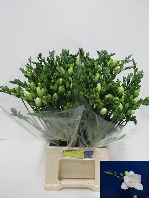 Fr Du Vivre 50cm 28gram