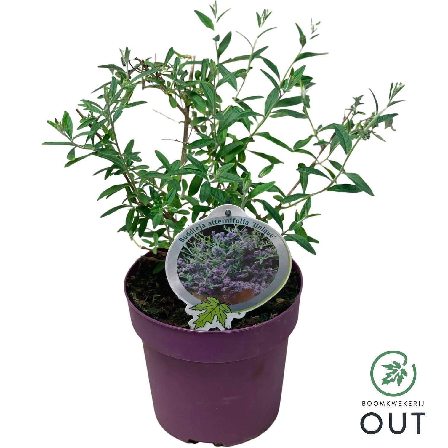 Buddleja alternifolia Unique ('Pmoore12')