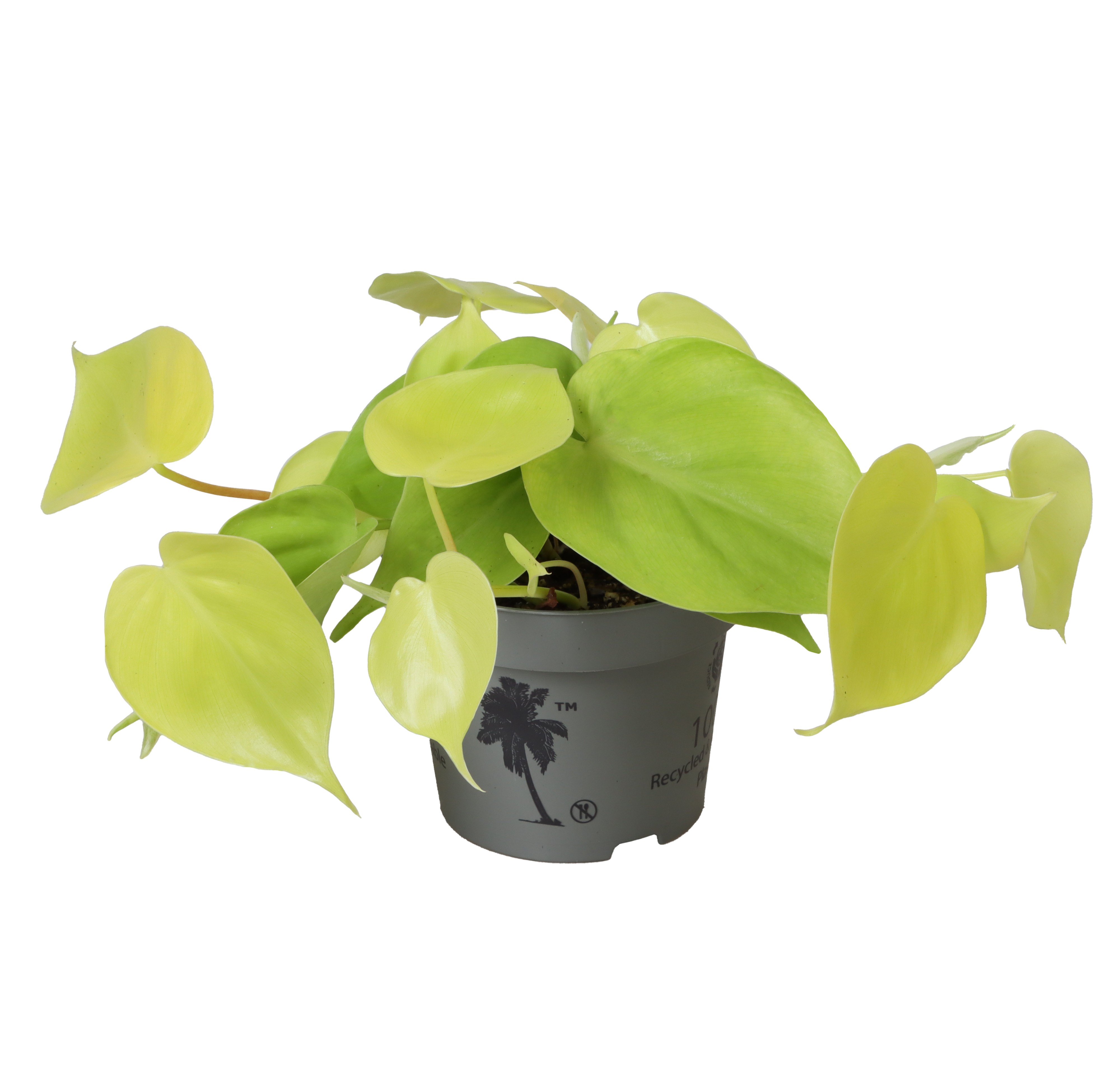 Picture of Philodendron Neon P12 20CM