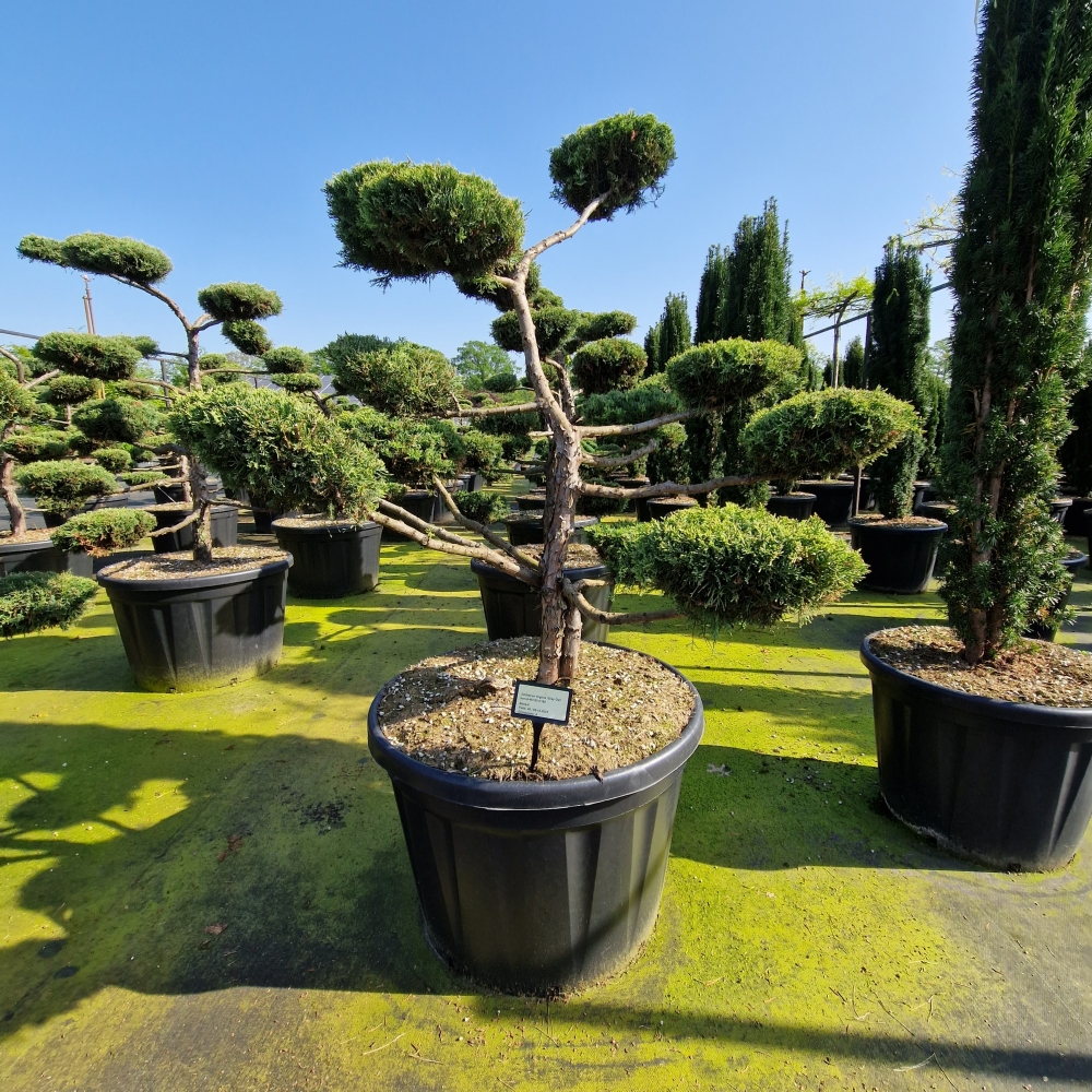 Picture of Juniperus virginia Grey Owl C180 BONSAI-140/150