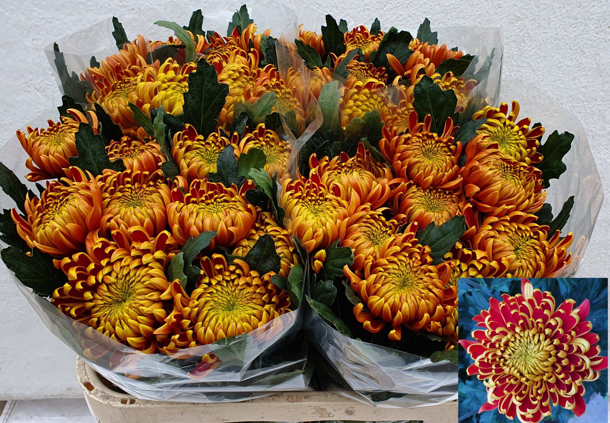 Chrys Single Fuego 70cm 95gram