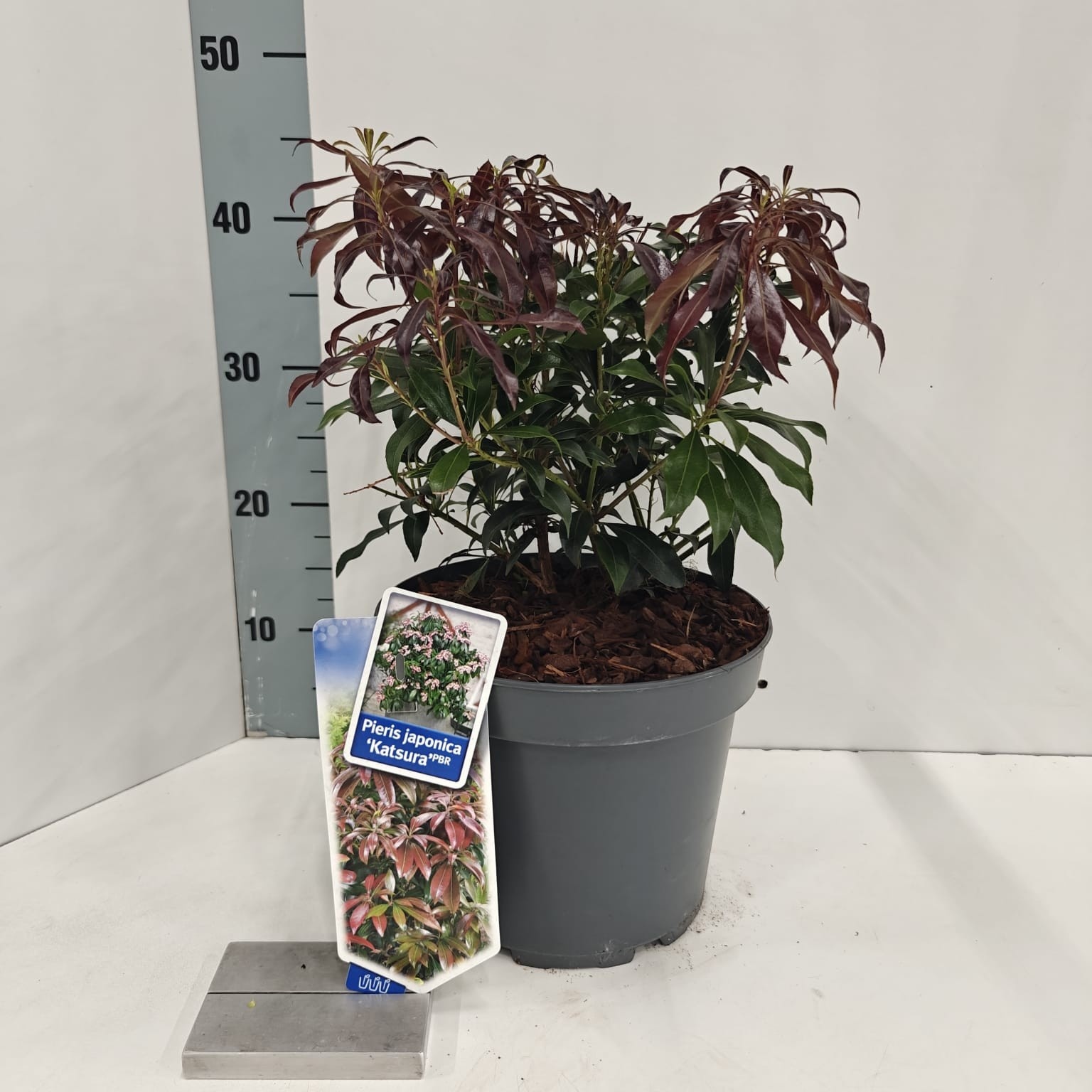 Picture of Pieris jap. ‘Katsura’ PBR