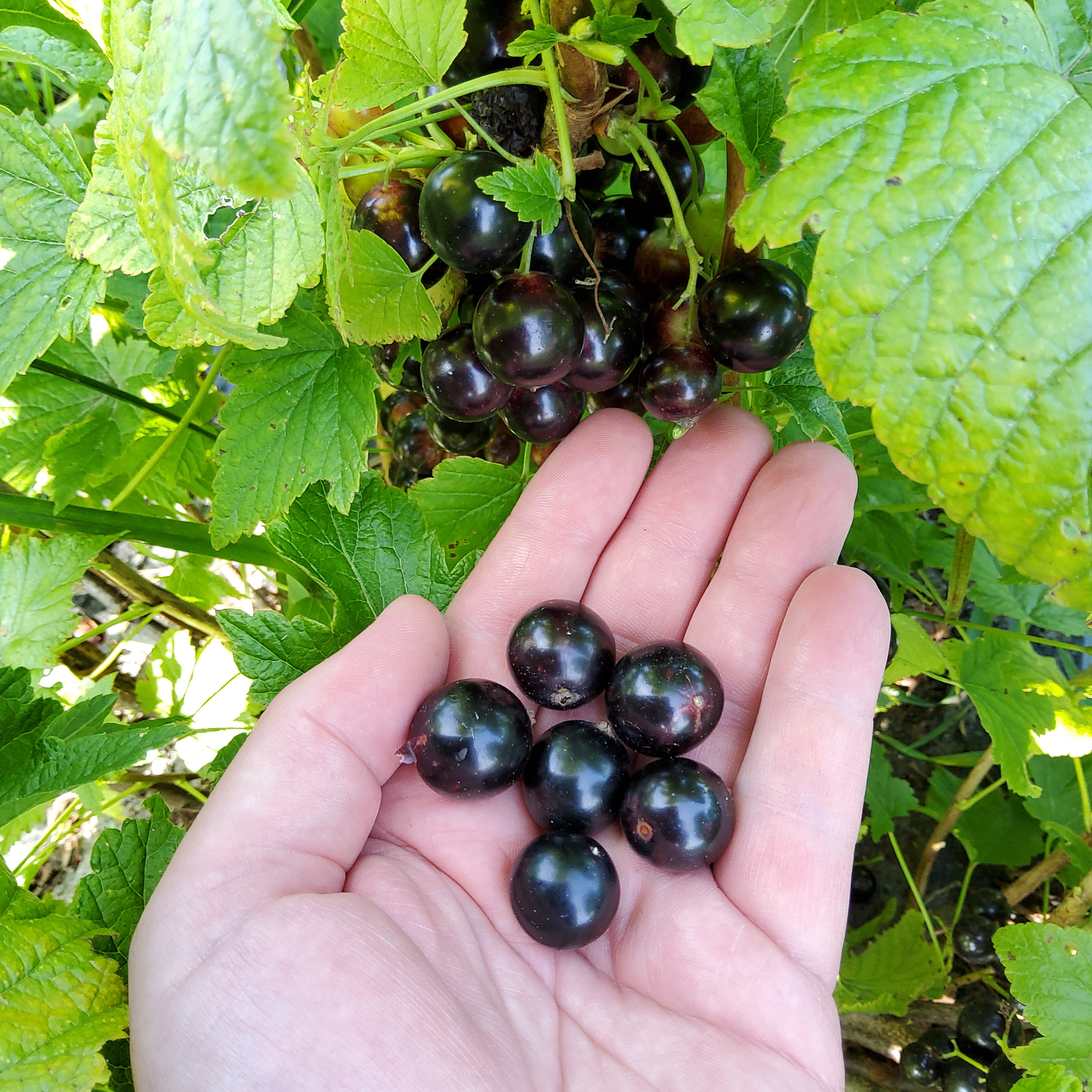 Ribes BIO Ribes nigrum 'Little Black Giant' DE-ÖKO-006