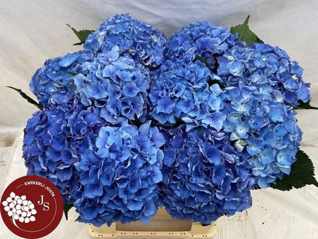 Hydrangea Royal Parade 60cm 18Ø
