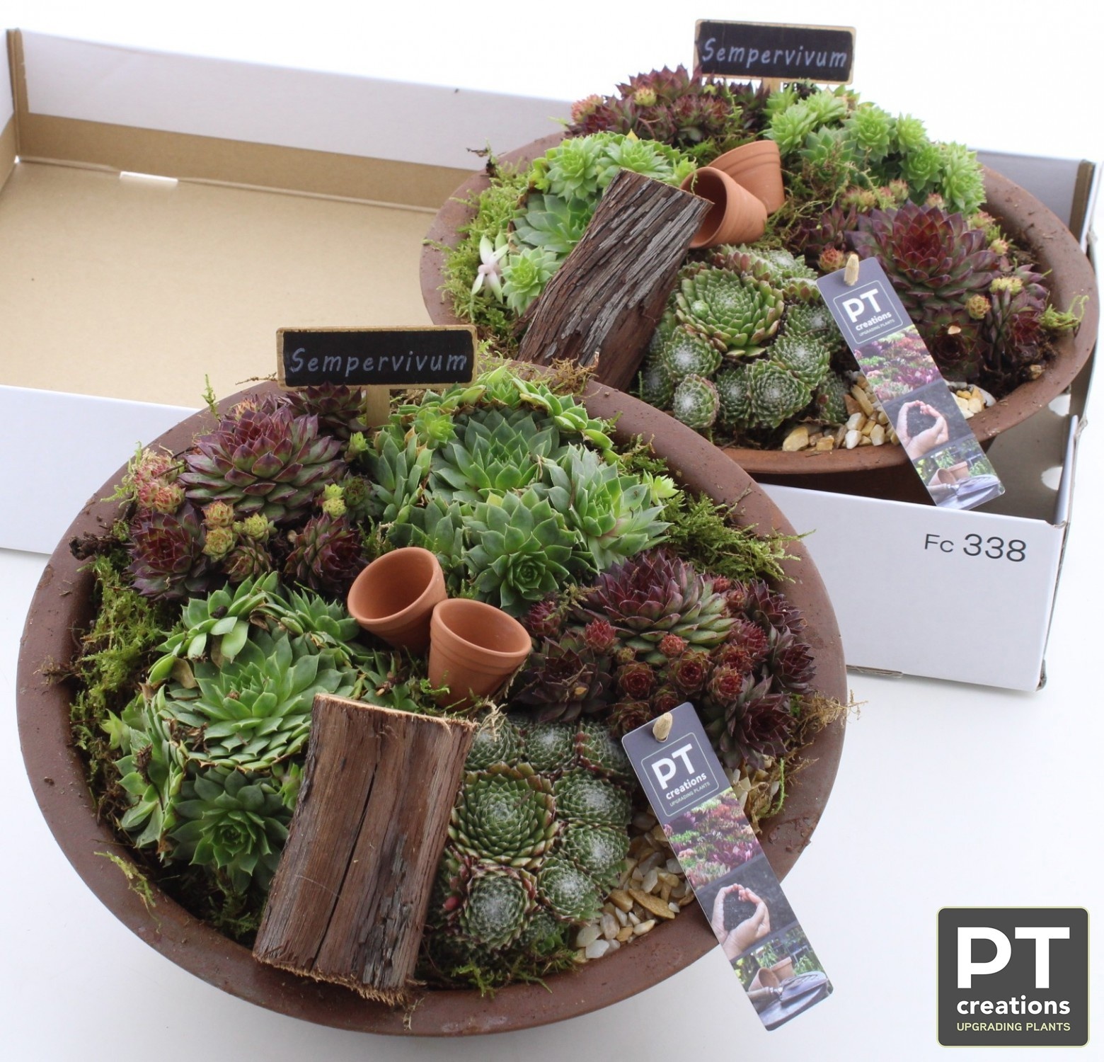 Arr Sempervivum 29P 20cm