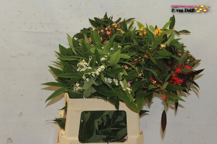 Euphorbia Fu Mixed 60cm