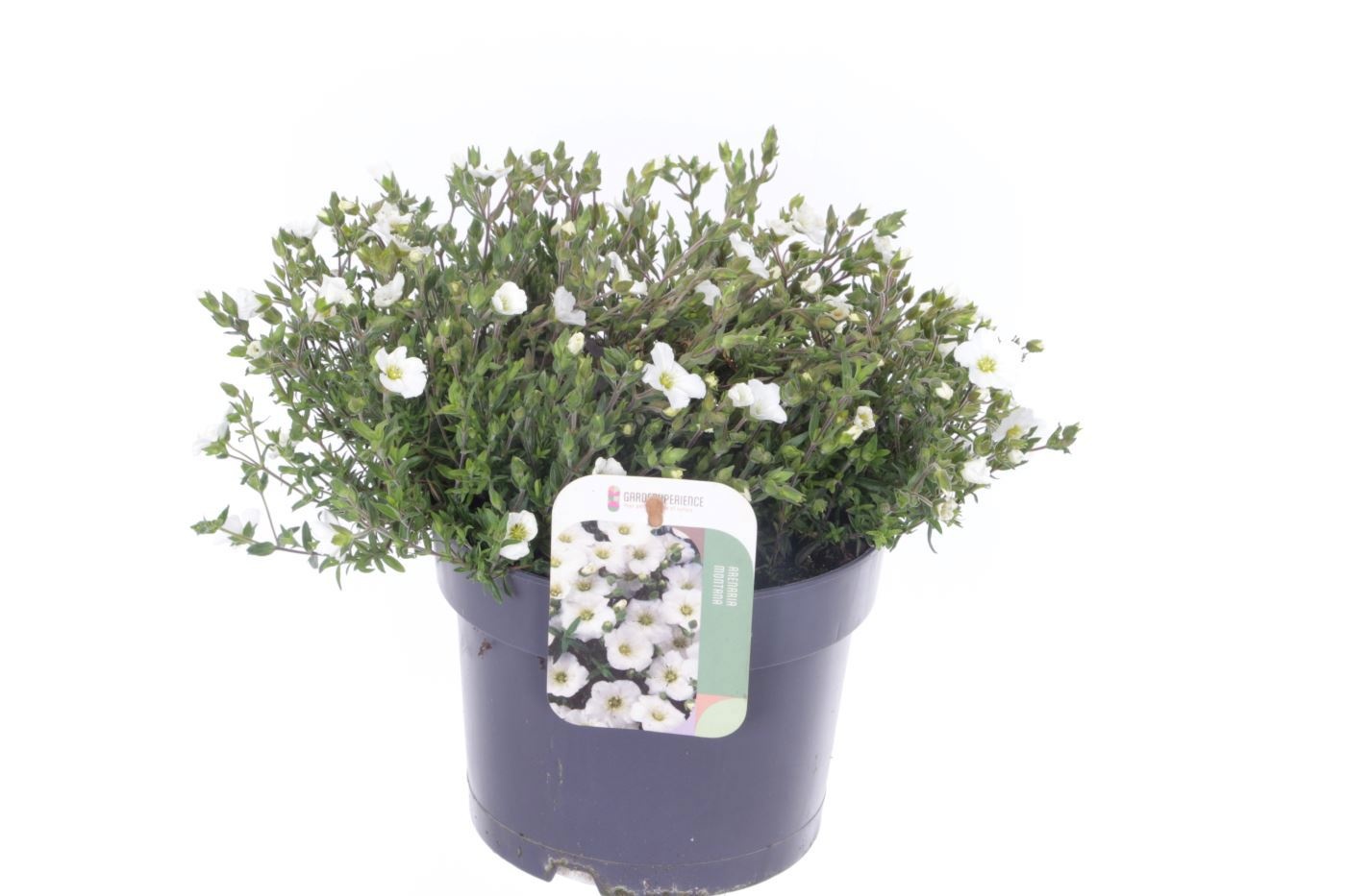 Arenaria montana