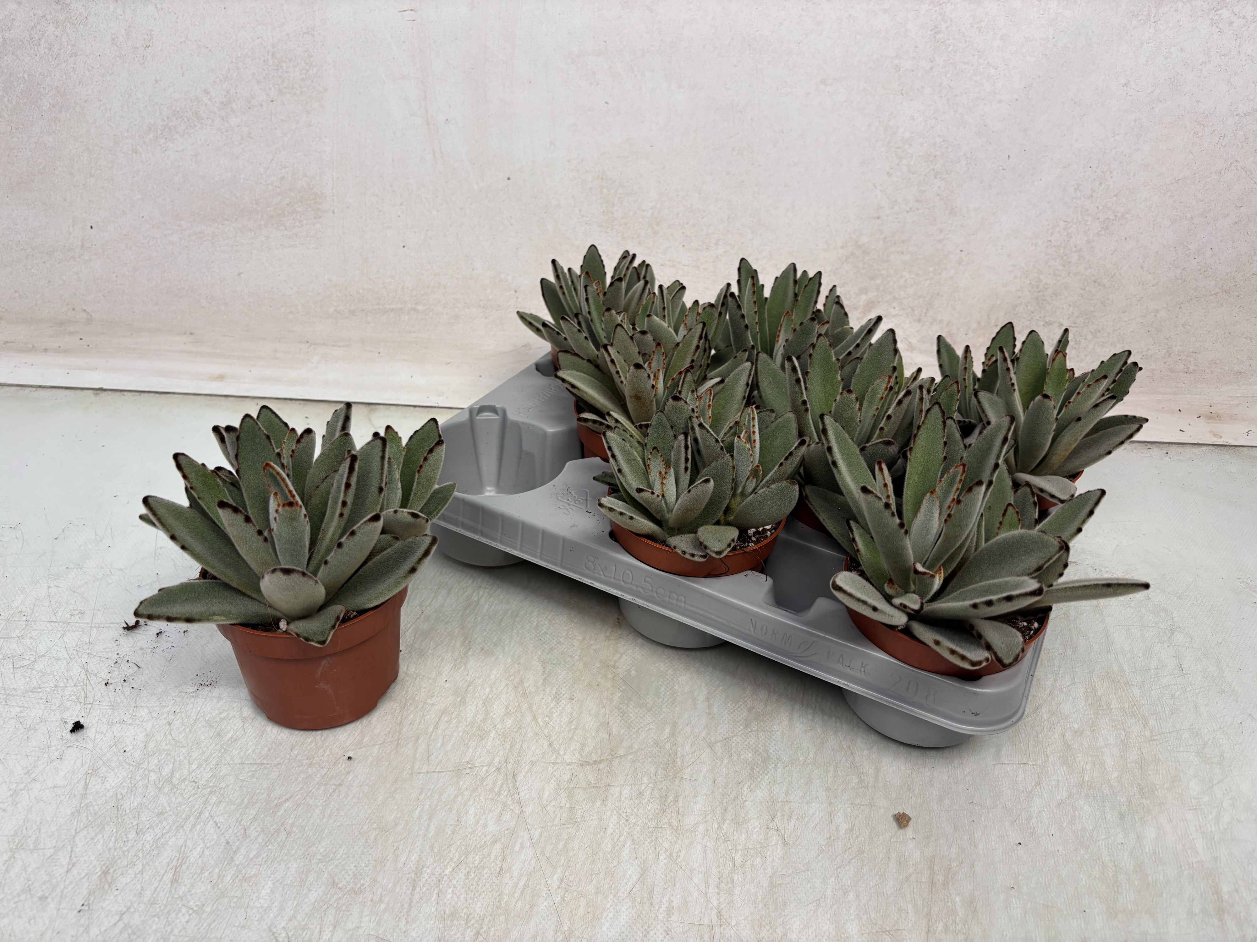 Kalan Tomentosa 10Ø 15cm