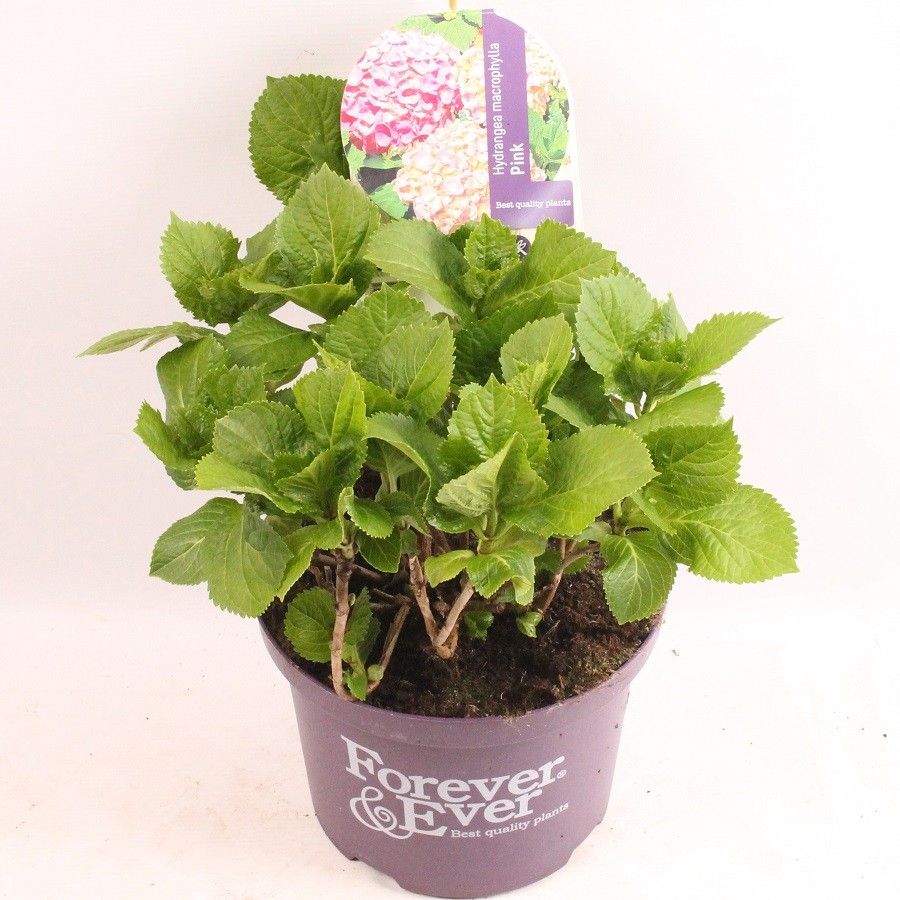Hydrangea macrophylla Forever & Ever Pink