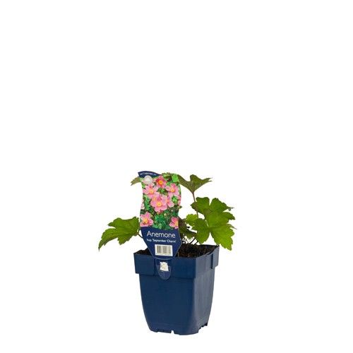 Anemone hup. 'Sept. Charm'