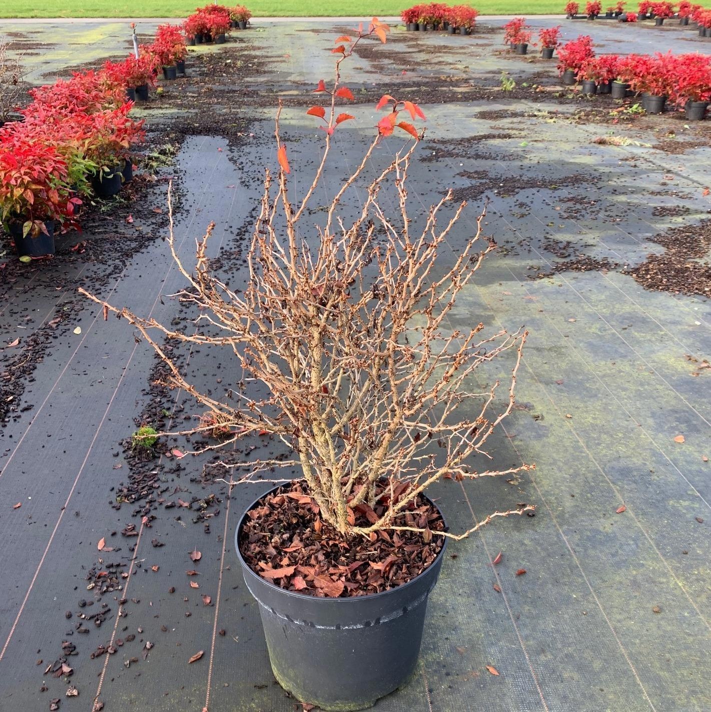 Picture of Prunus incisa 'Kojou-no-mai'