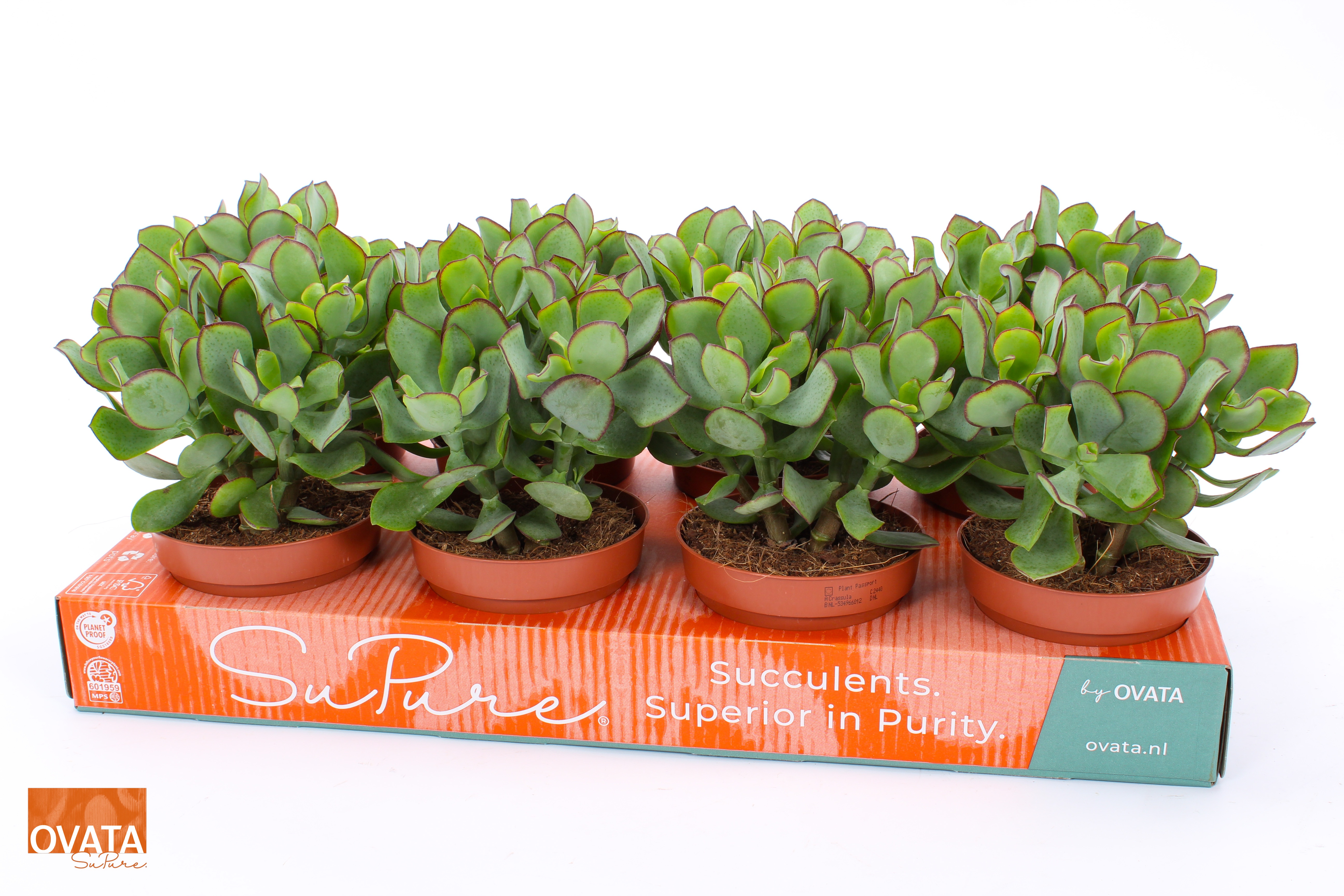 Picture of Crassula petit wave 12 WOODS