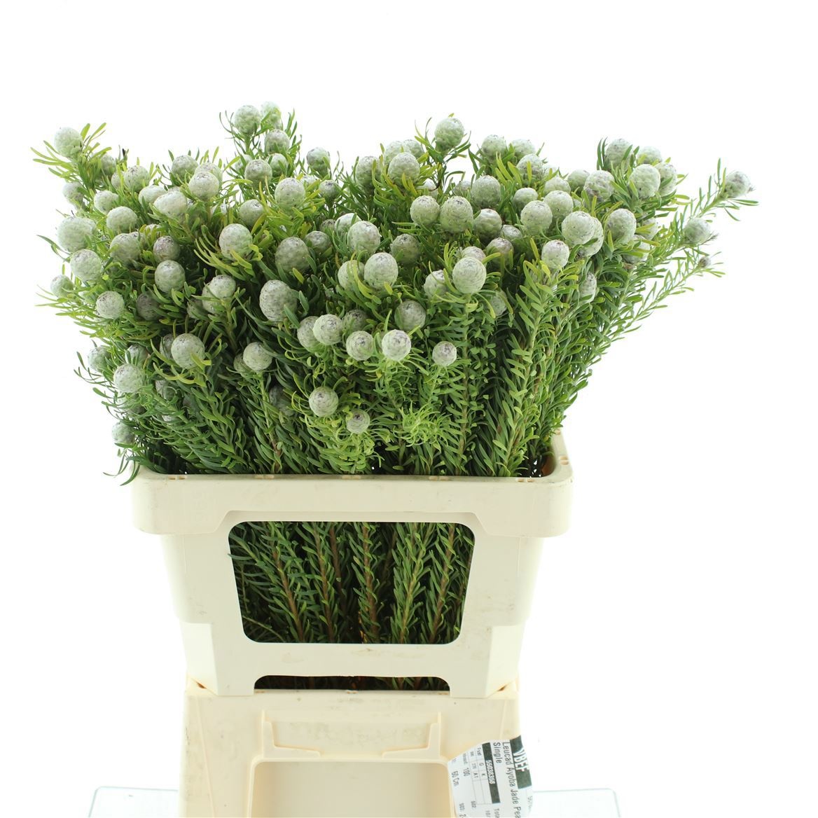Leucadendron L Jad Pe Vert 60cm