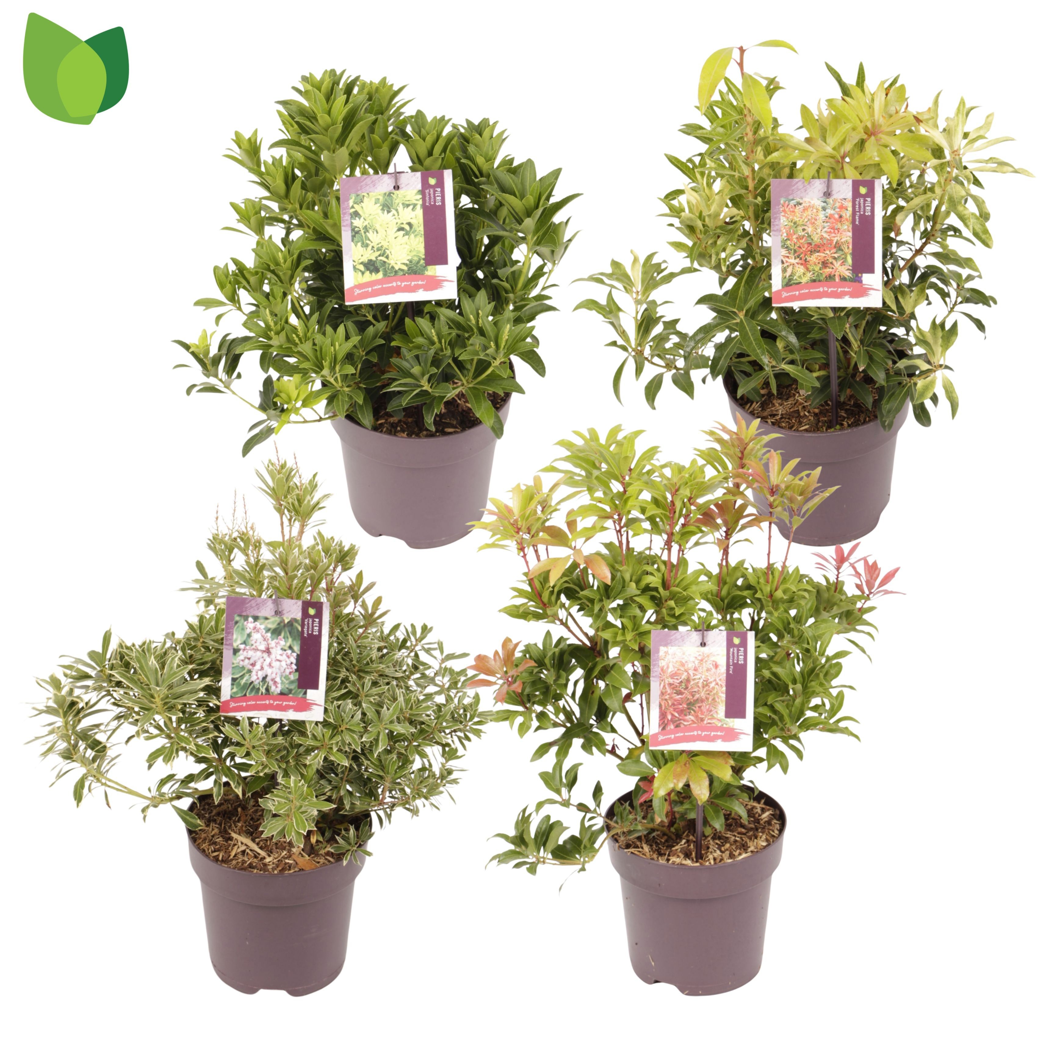 Pieris jap. MIX