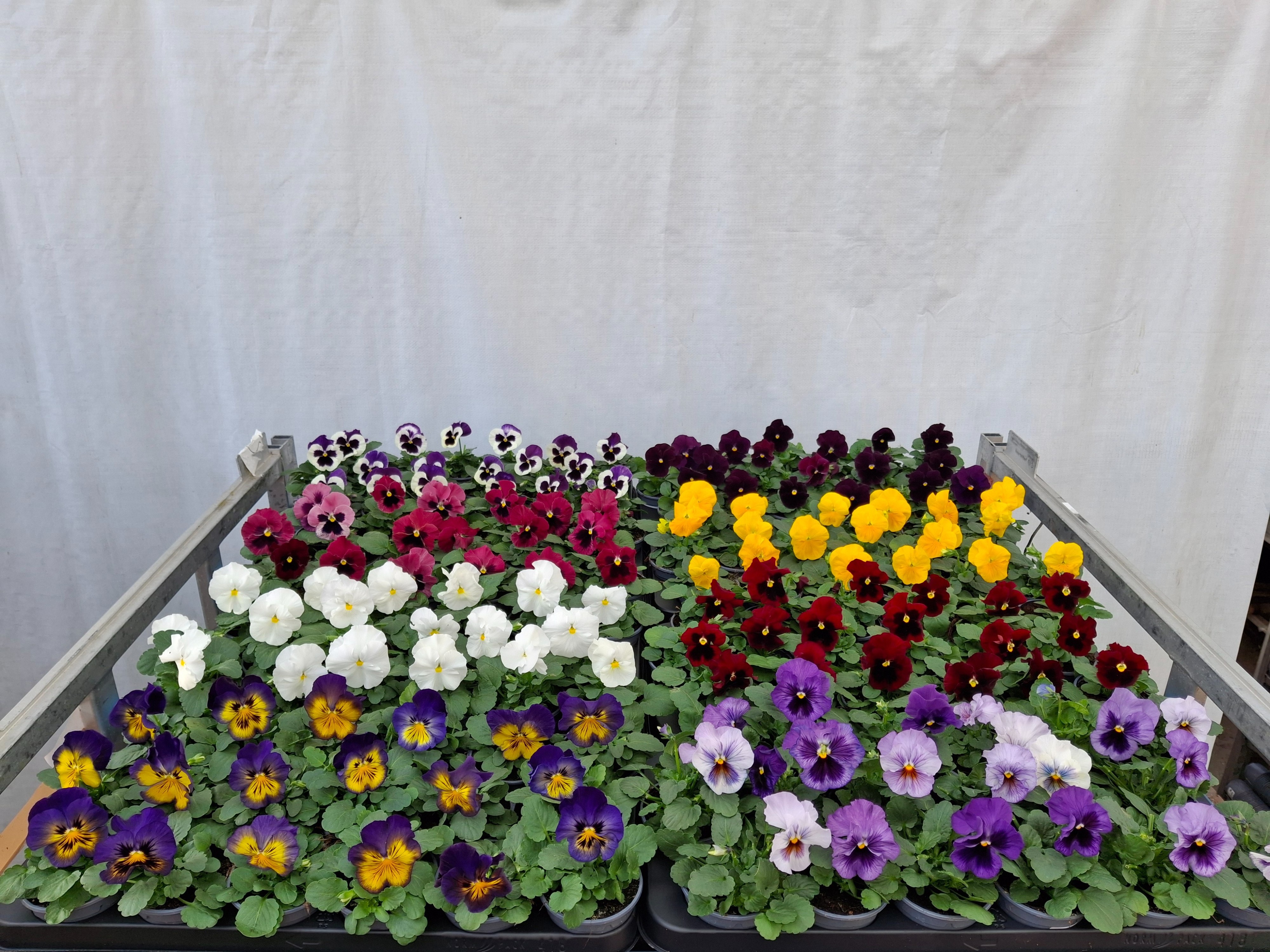 Viola Delta F1 Mix 9Ø 15cm