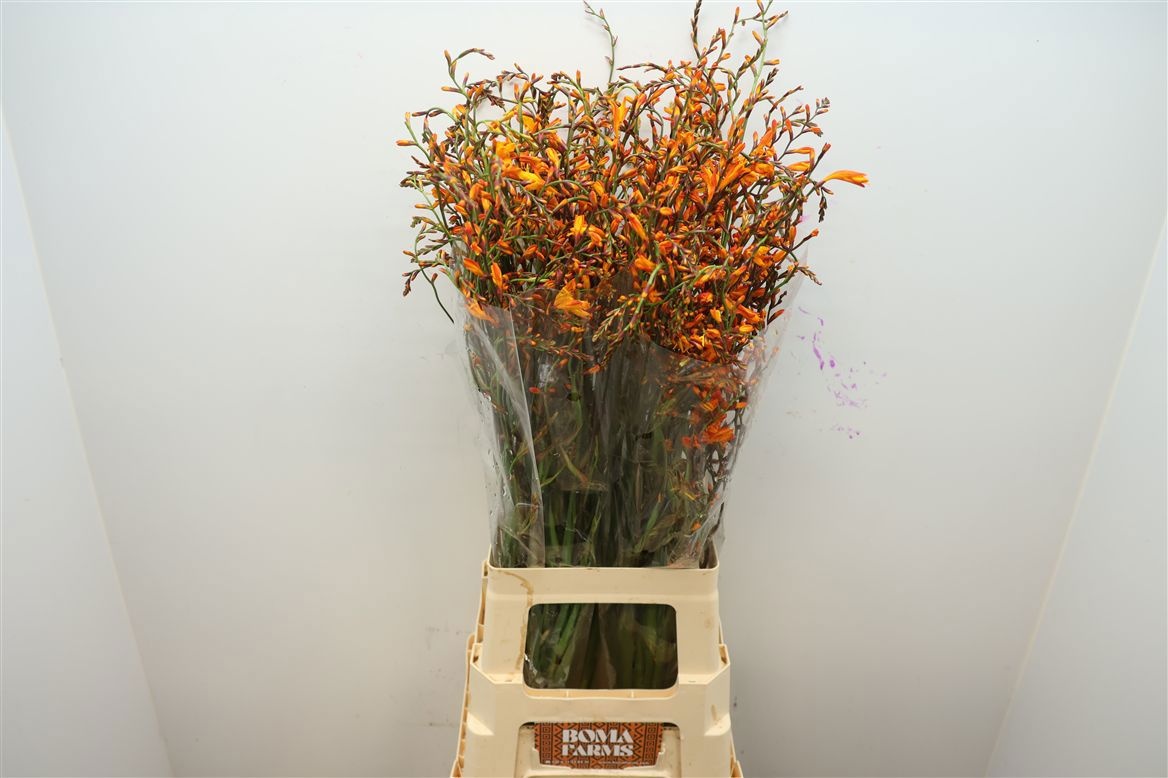 Crocosmia Lucifer 80cm